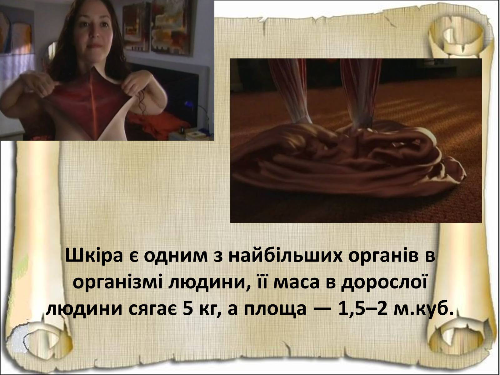 Презентація на тему «Будова і функції шкіри» - Слайд #5 Презентація на тему «Будова і функції шкіри» - Слайд #5