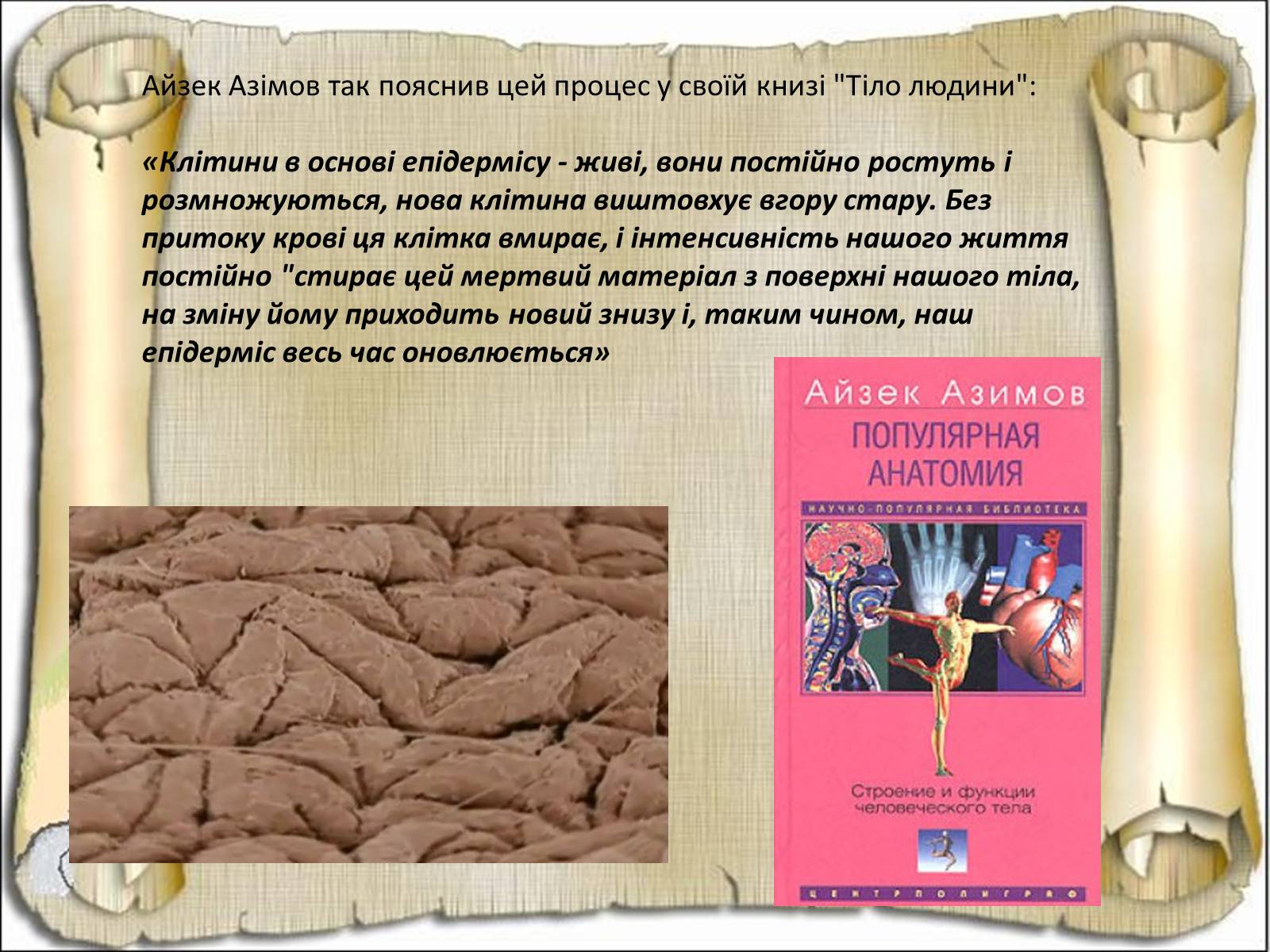 Презентація на тему «Будова і функції шкіри» - Слайд #9 Презентація на тему «Будова і функції шкіри» - Слайд #9