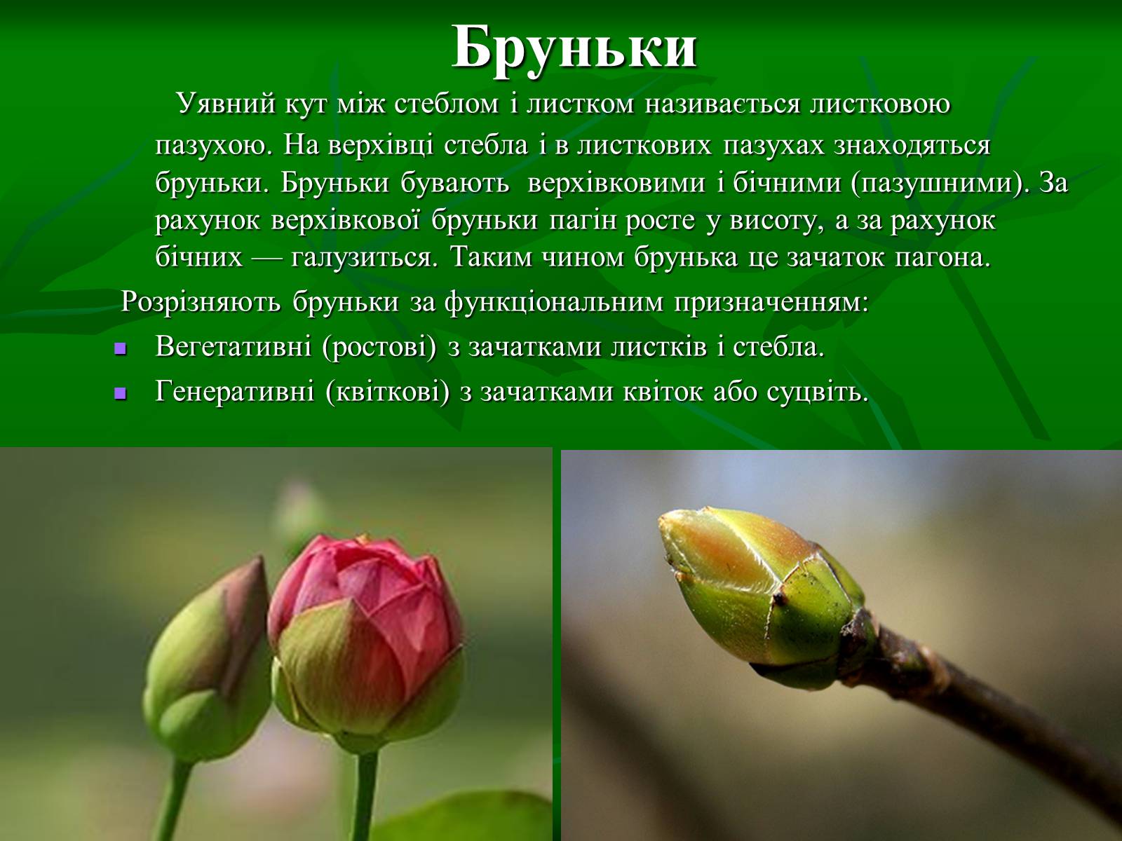 Презентація на тему «Пагін» - Слайд #3 Презентація на тему «Пагін» - Слайд #3