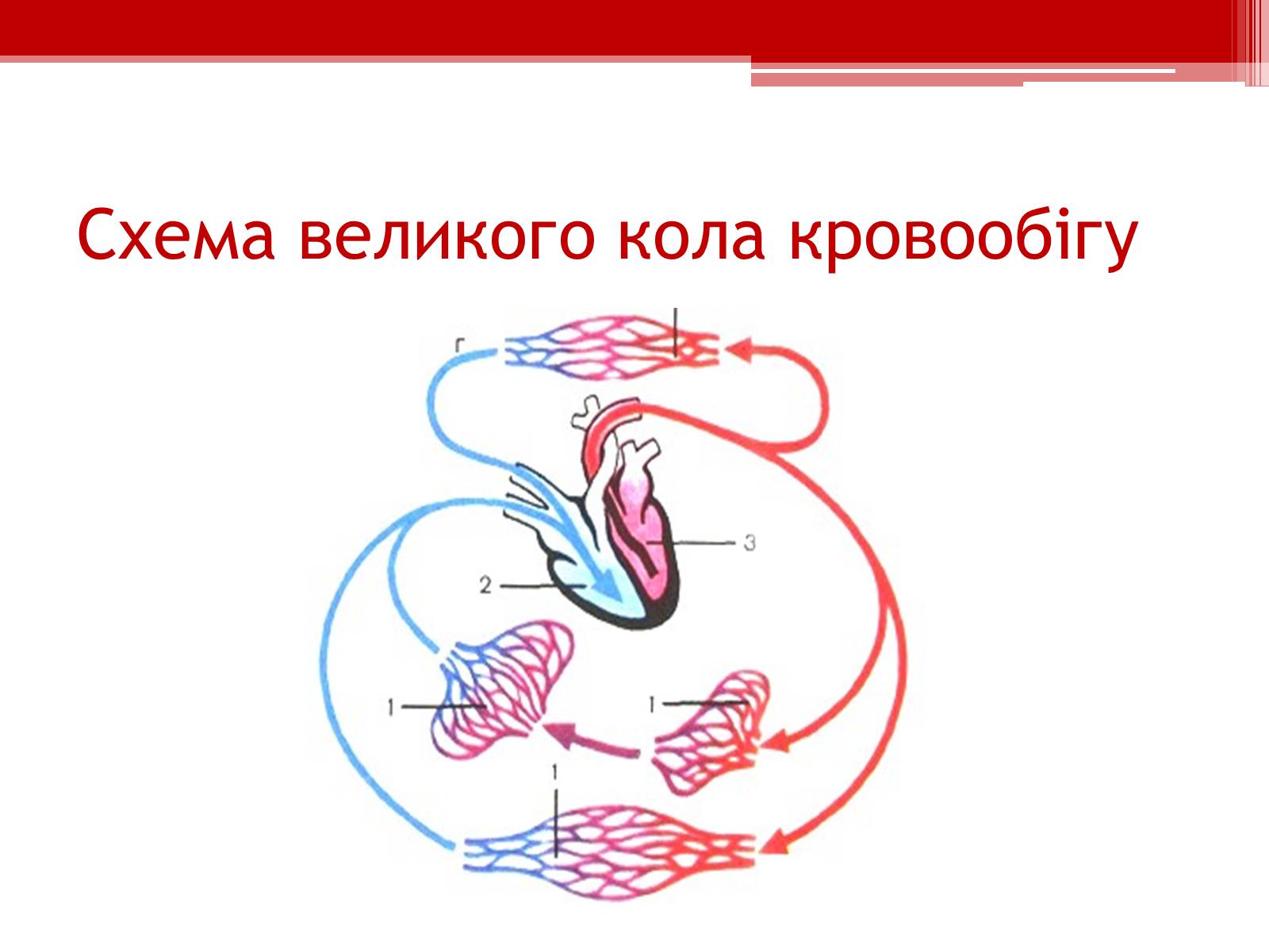 Презентація на тему «Кровообіг. Функції серця» - Слайд #7 Презентація на тему «Кровообіг. Функції серця» - Слайд #7