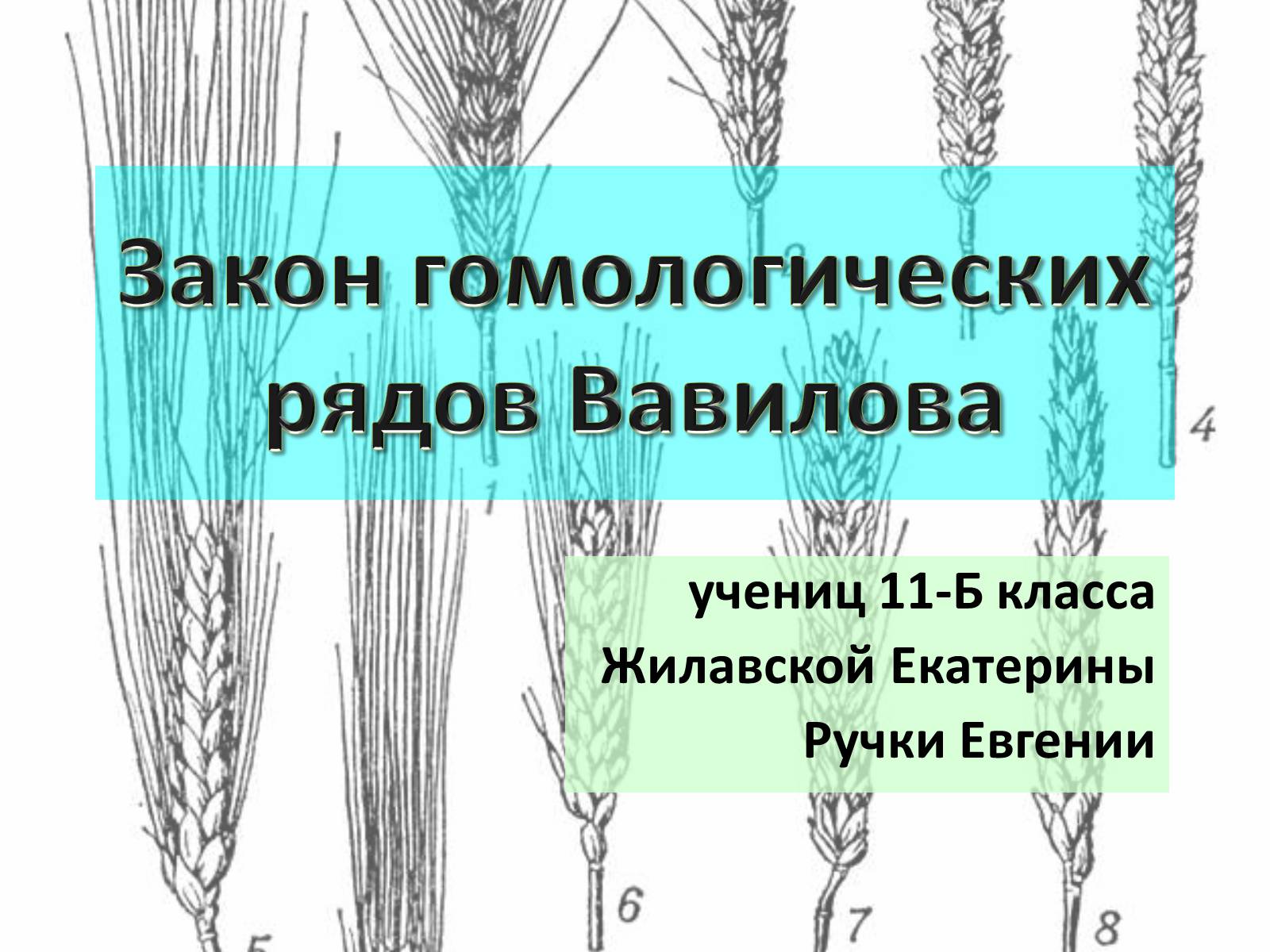 Презентація на тему «Закон гомологических рядов Вавилова» - Слайд #1 Презентація на тему «Закон гомологических рядов Вавилова» - Слайд #1