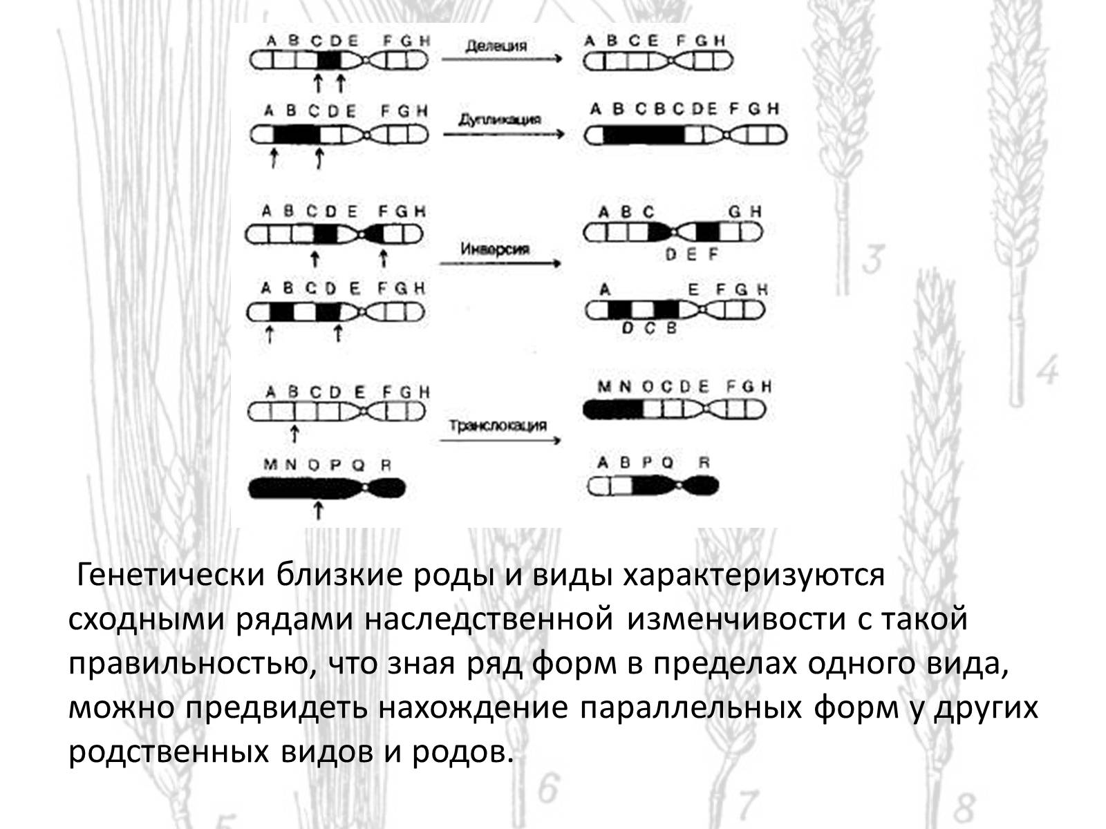 Презентація на тему «Закон гомологических рядов Вавилова» - Слайд #7 Презентація на тему «Закон гомологических рядов Вавилова» - Слайд #7