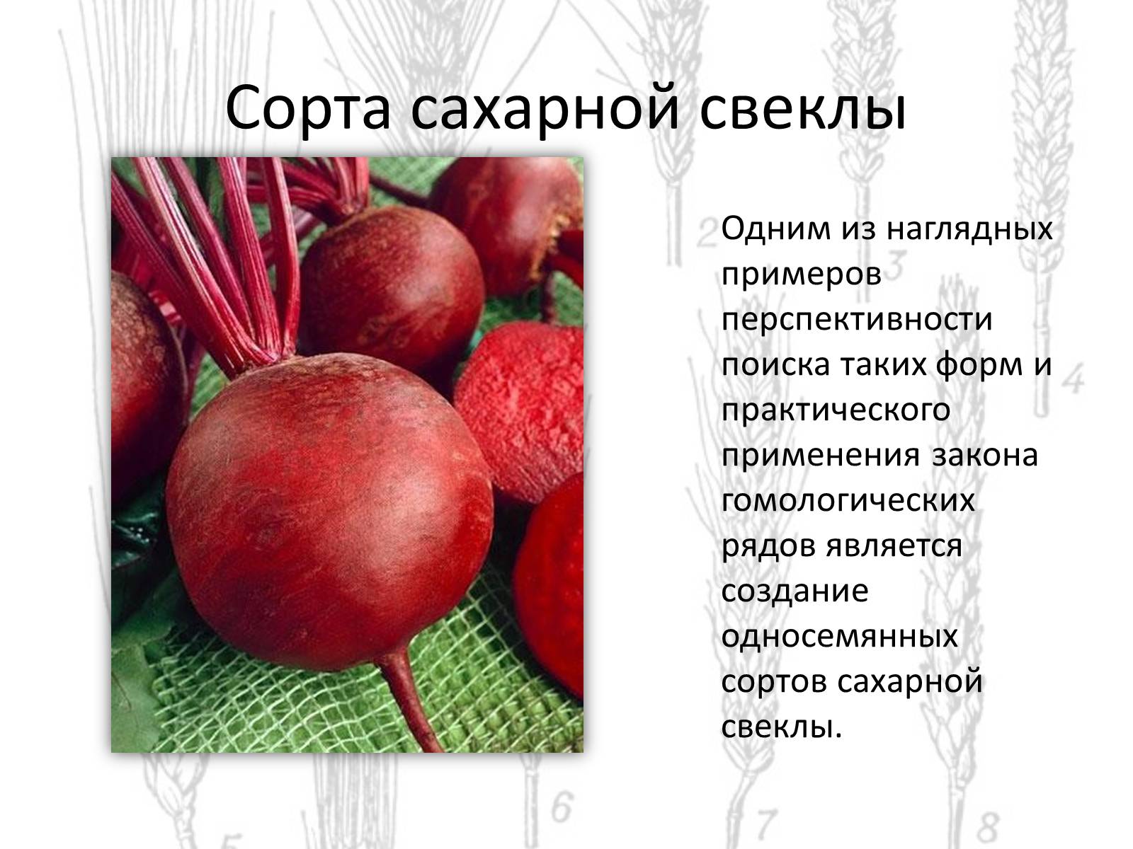 Презентація на тему «Закон гомологических рядов Вавилова» - Слайд #9 Презентація на тему «Закон гомологических рядов Вавилова» - Слайд #9