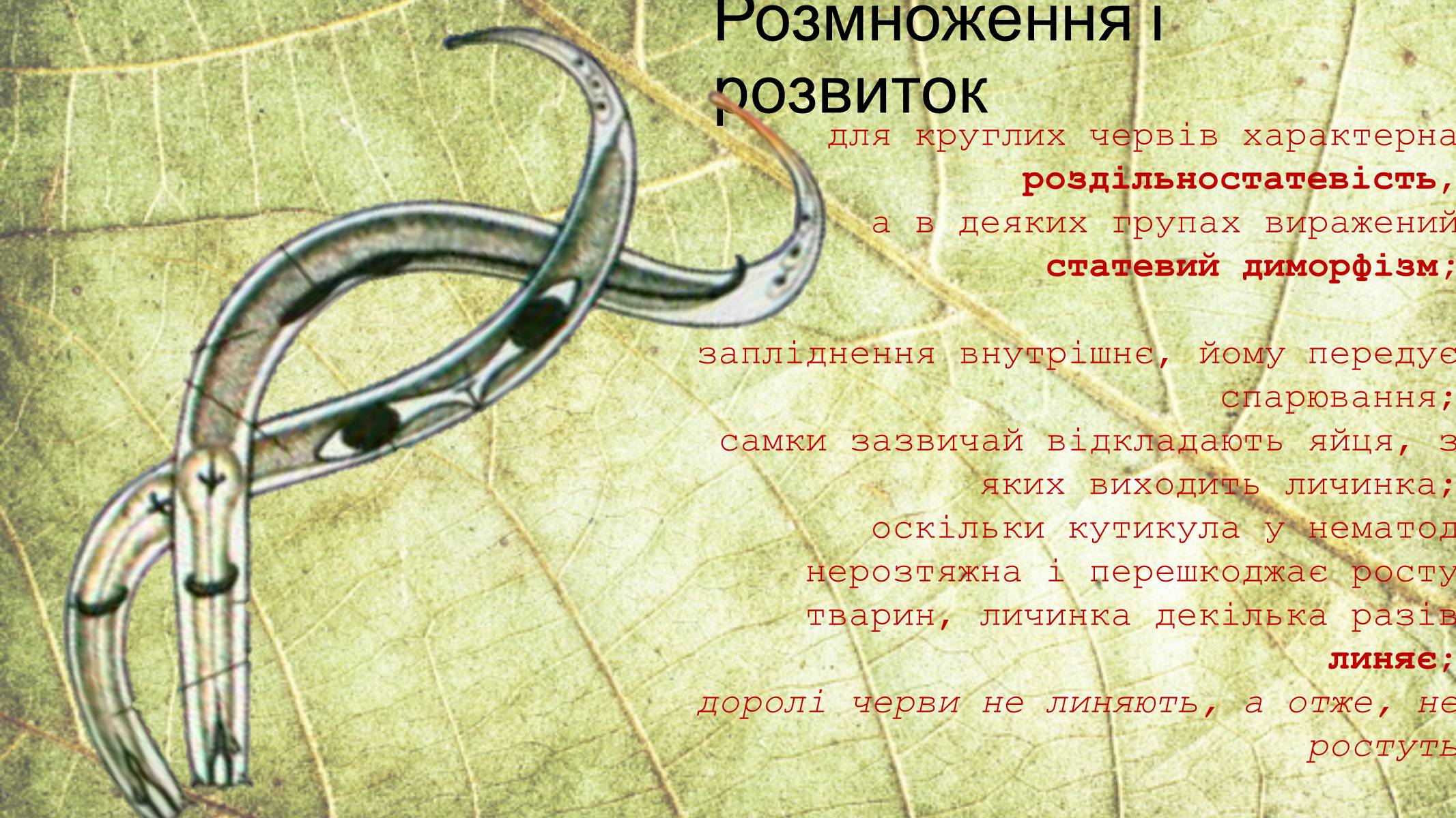 Презентація на тему «Круглі черви» - Слайд #10 Презентація на тему «Круглі черви» - Слайд #10
