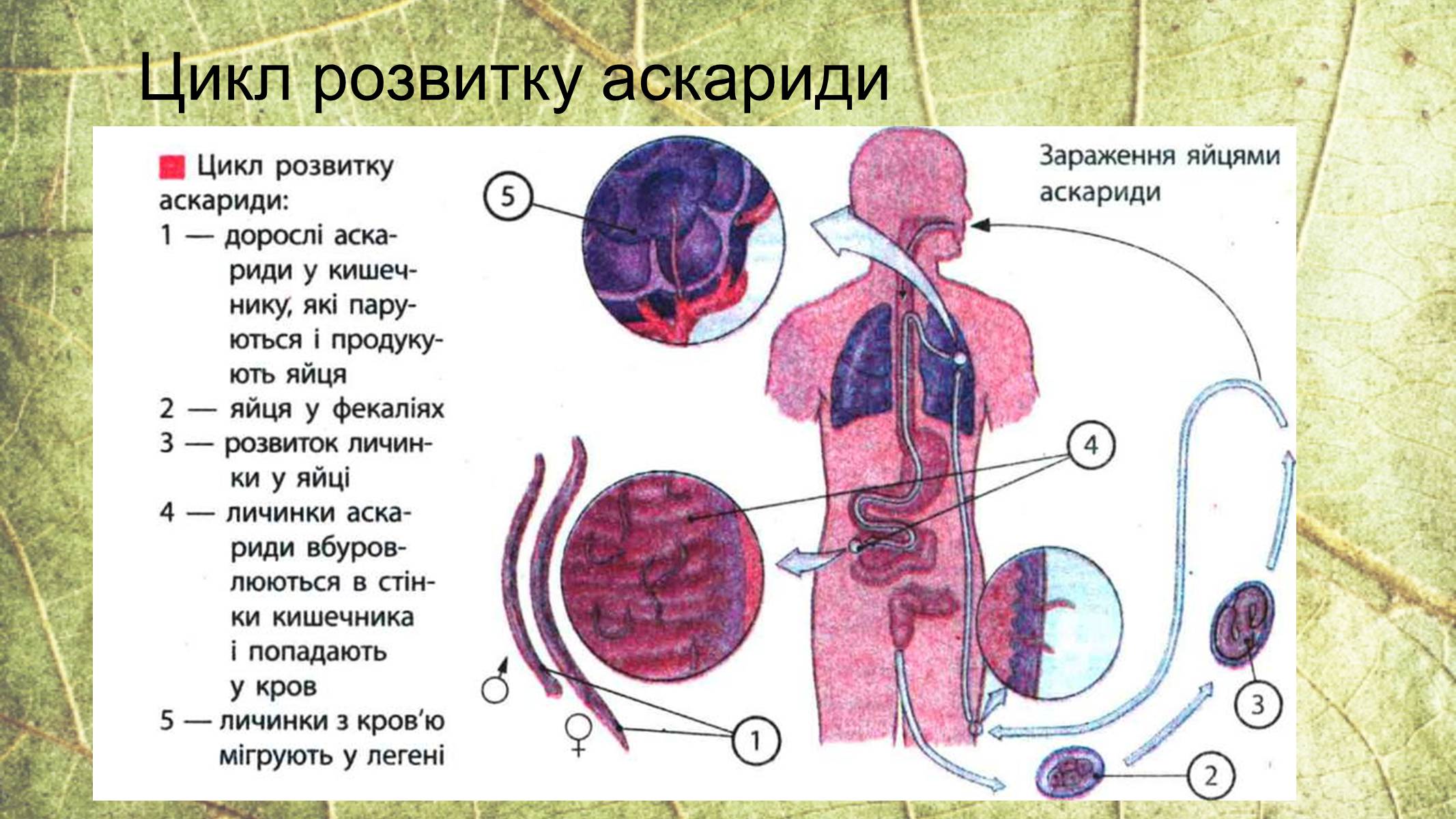 Презентація на тему «Круглі черви» - Слайд #11 Презентація на тему «Круглі черви» - Слайд #11