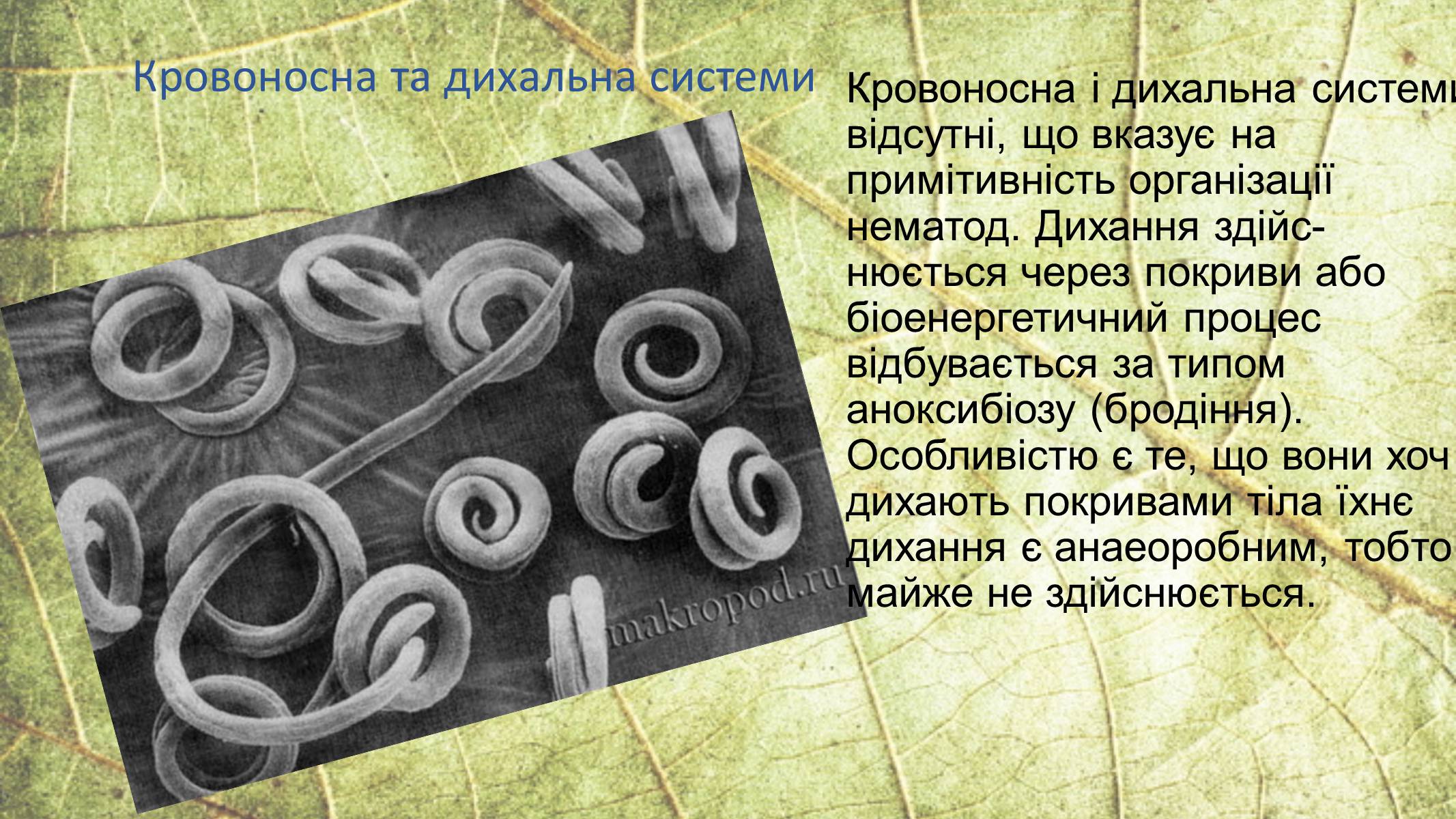 Презентація на тему «Круглі черви» - Слайд #13 Презентація на тему «Круглі черви» - Слайд #13