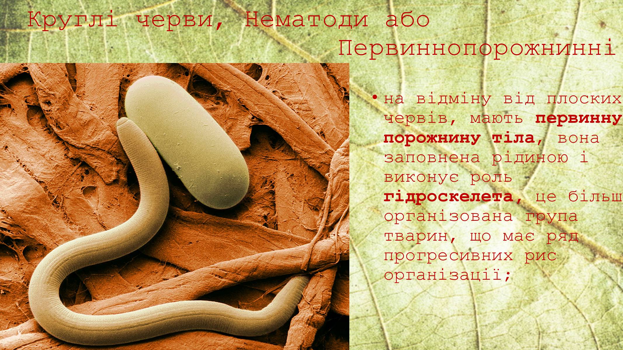 Презентація на тему «Круглі черви» - Слайд #4 Презентація на тему «Круглі черви» - Слайд #4