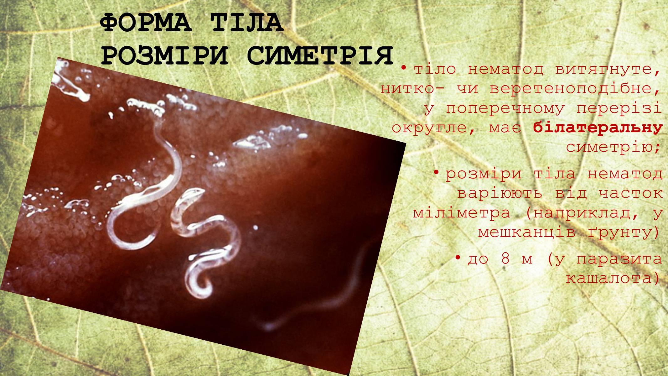 Презентація на тему «Круглі черви» - Слайд #6 Презентація на тему «Круглі черви» - Слайд #6