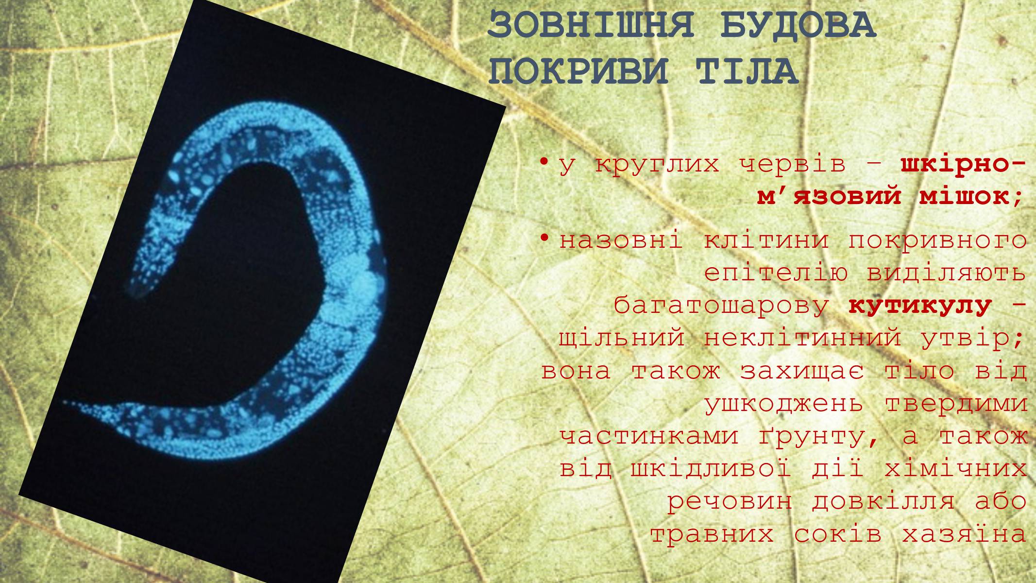 Презентація на тему «Круглі черви» - Слайд #7 Презентація на тему «Круглі черви» - Слайд #7