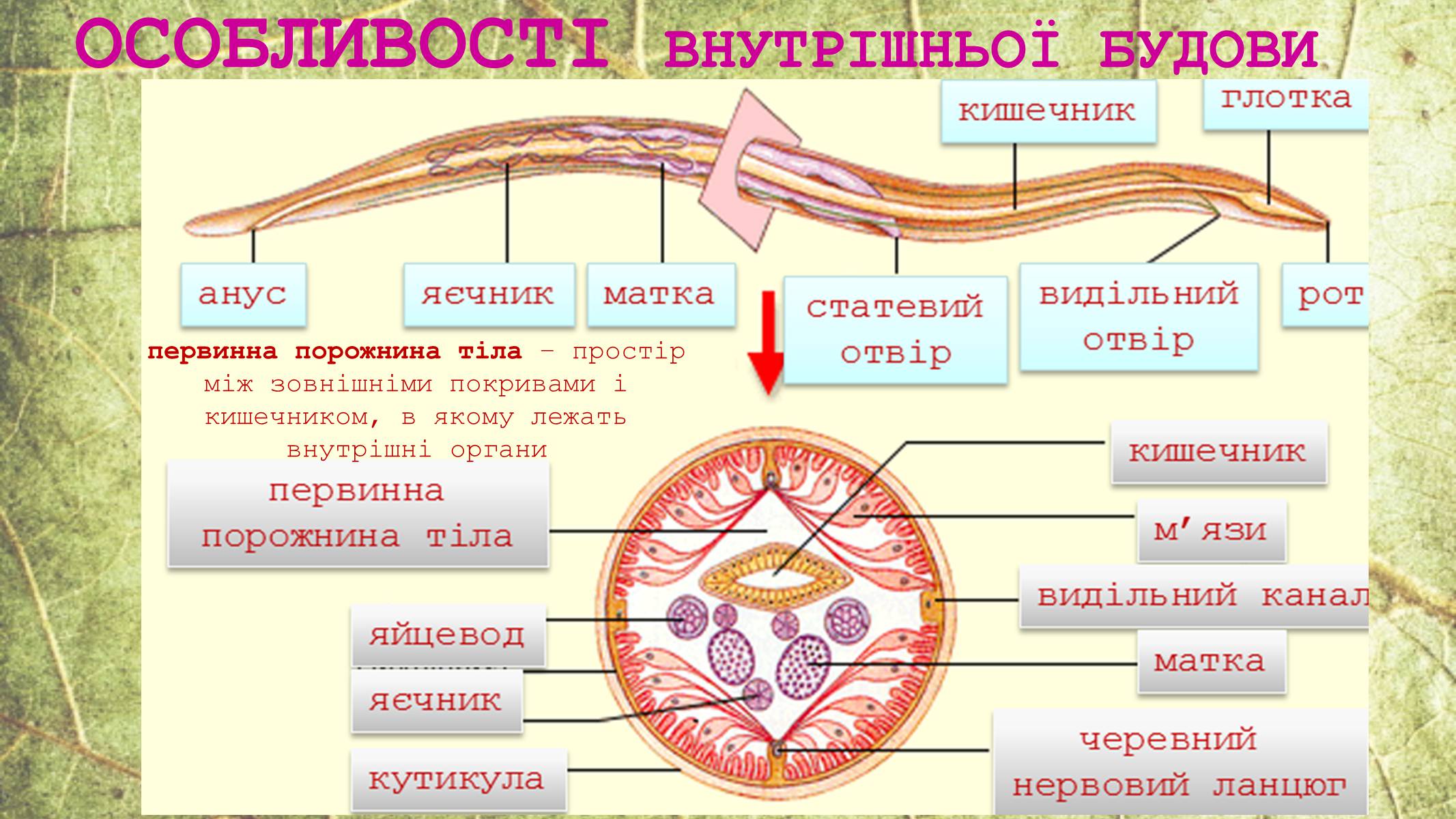 Презентація на тему «Круглі черви» - Слайд #8 Презентація на тему «Круглі черви» - Слайд #8
