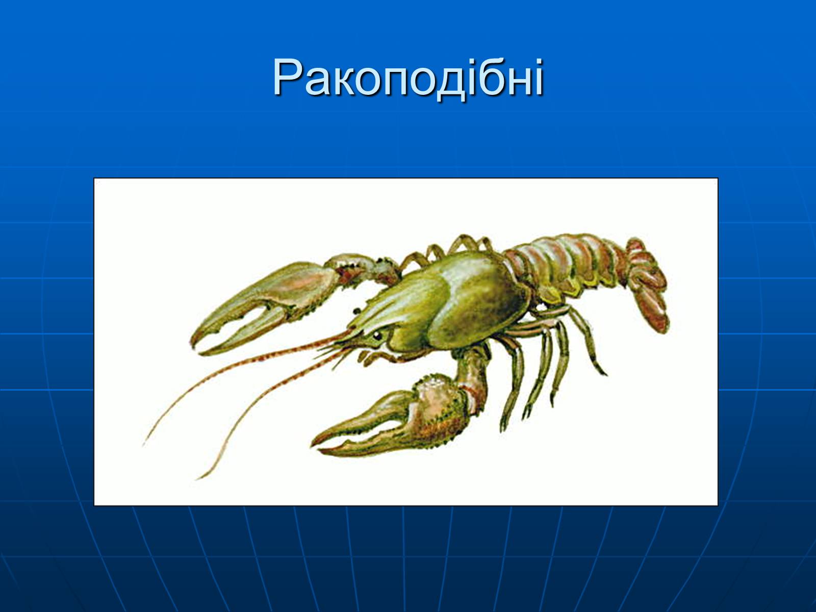 Презентація на тему «Ракоподібні» (варіант 1) - Слайд #3 Презентація на тему «Ракоподібні» (варіант 1) - Слайд #3