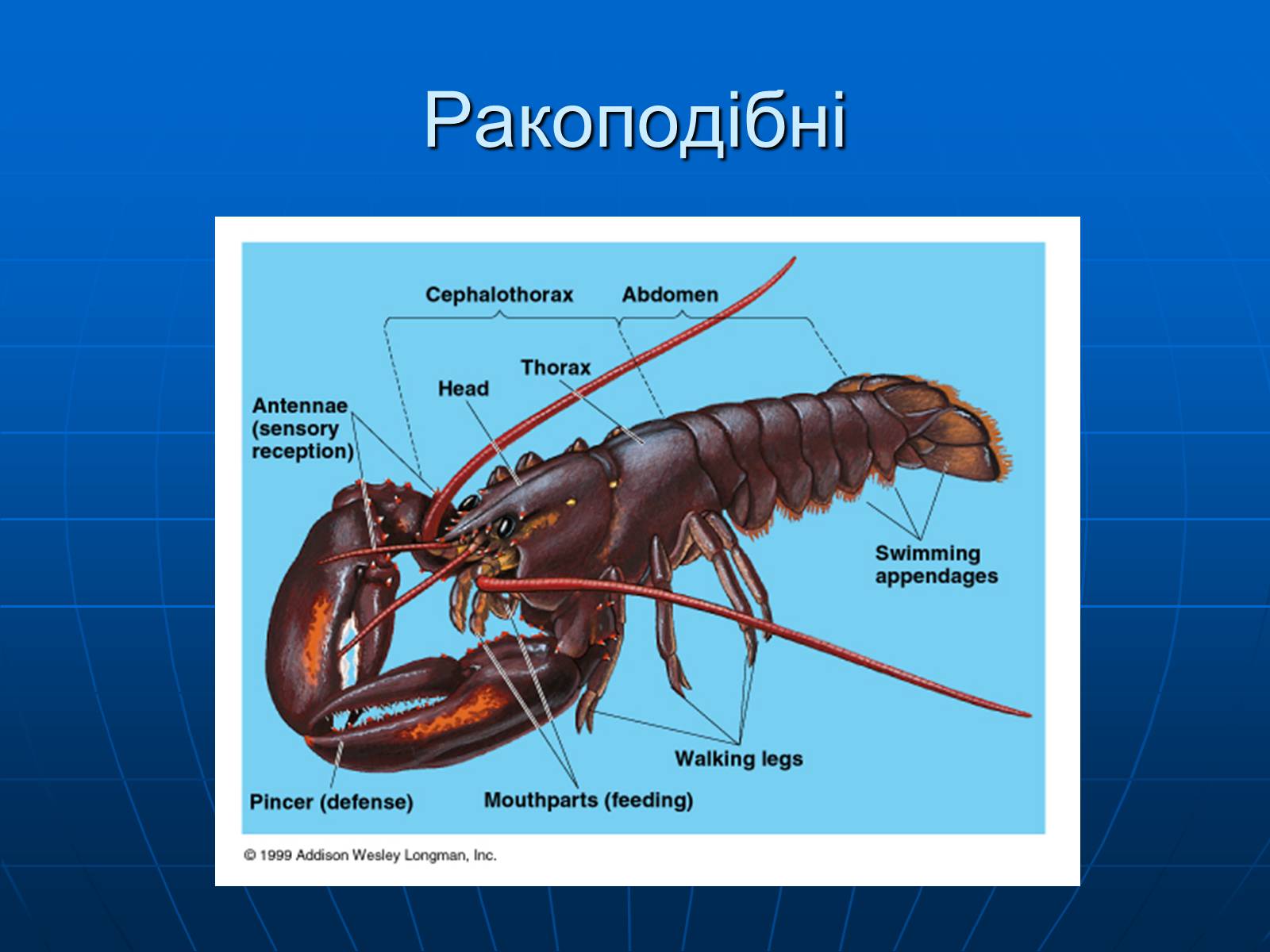 Презентація на тему «Ракоподібні» (варіант 1) - Слайд #5 Презентація на тему «Ракоподібні» (варіант 1) - Слайд #5