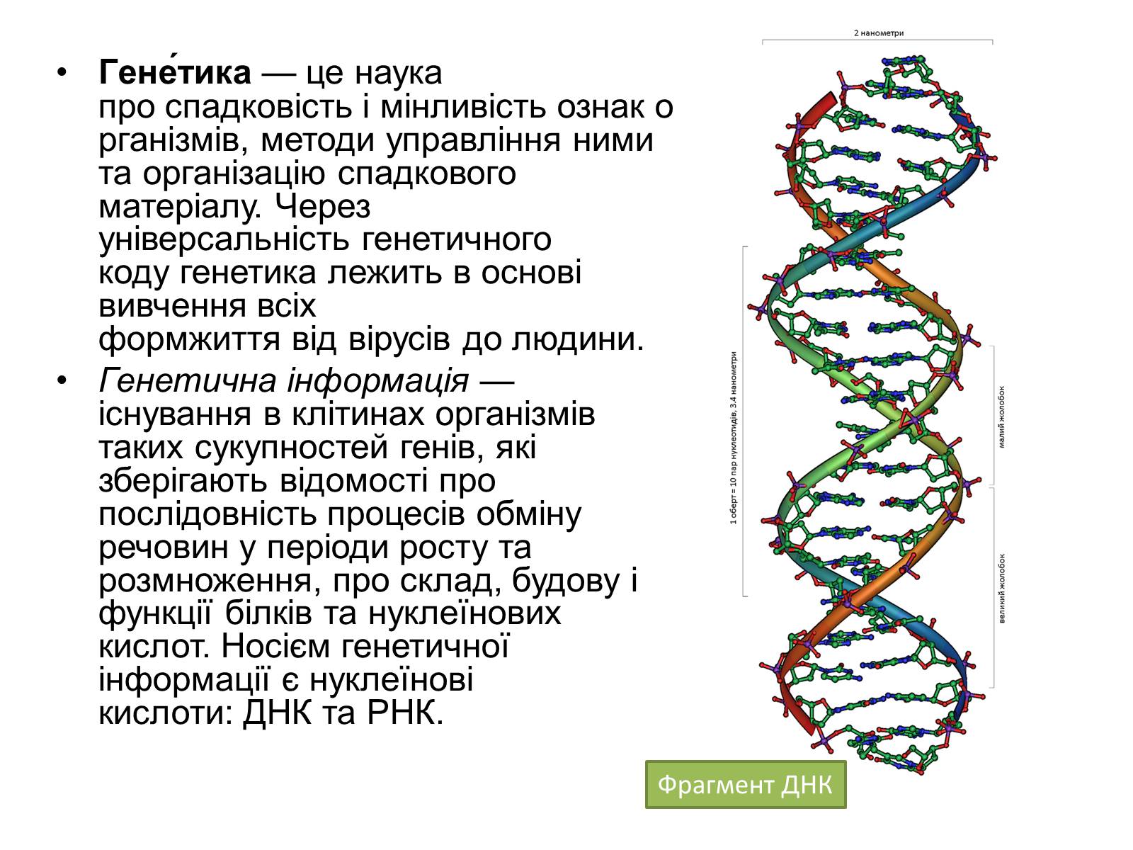 Презентація на тему «Генетика» (варіант 10) - Слайд #2 Презентація на тему «Генетика» (варіант 10) - Слайд #2
