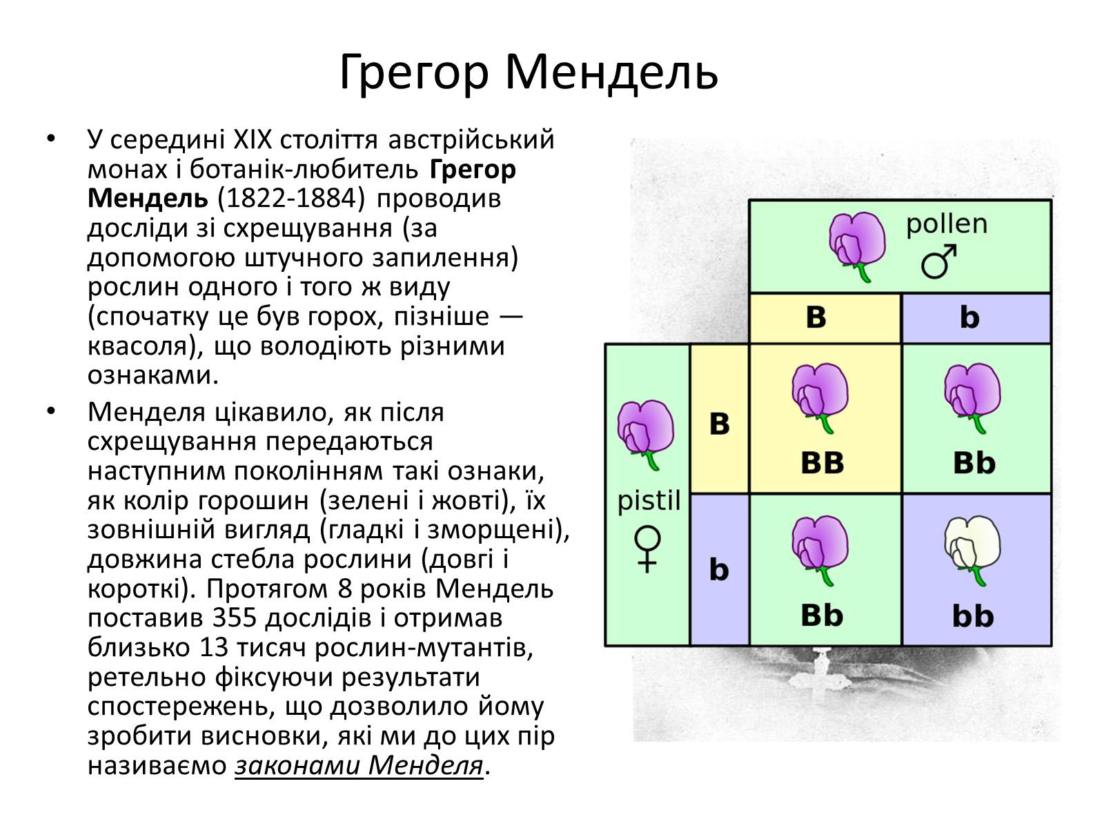 Презентація на тему «Генетика» (варіант 10) - Слайд #5 Презентація на тему «Генетика» (варіант 10) - Слайд #5