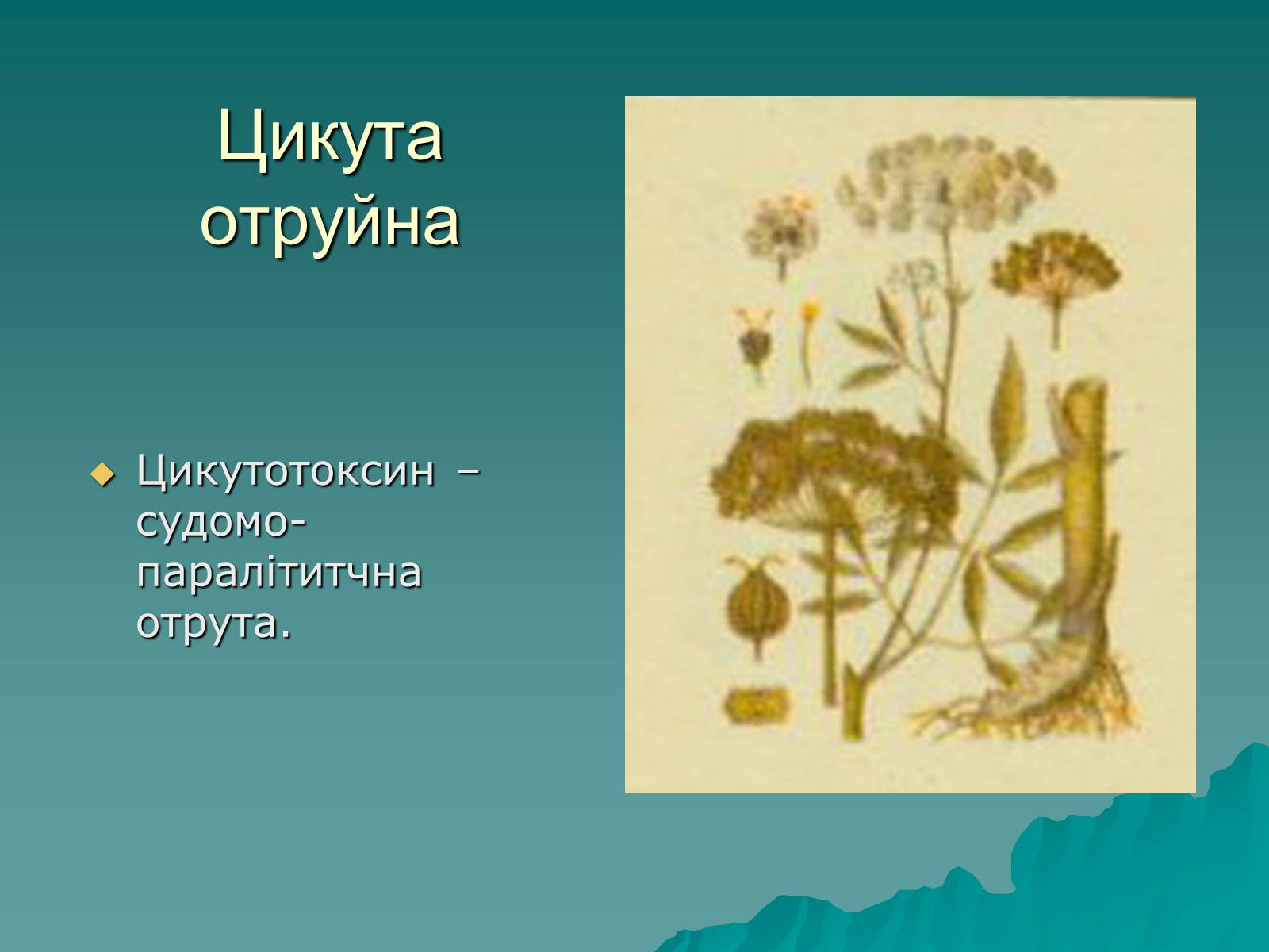 Презентація на тему «Харчові отруєння» - Слайд #21 Презентація на тему «Харчові отруєння» - Слайд #21