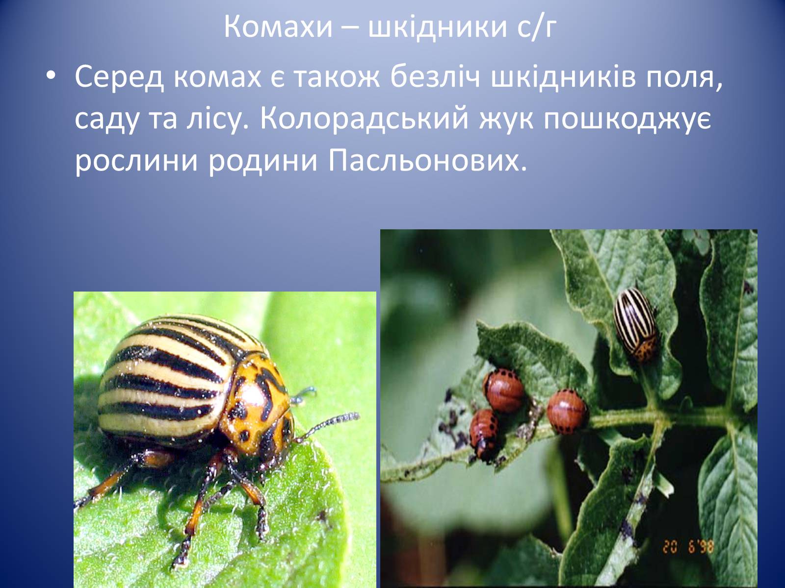 Презентація на тему «Значення комах в природі та житті людини» - Слайд #10 Презентація на тему «Значення комах в природі та житті людини» - Слайд #10