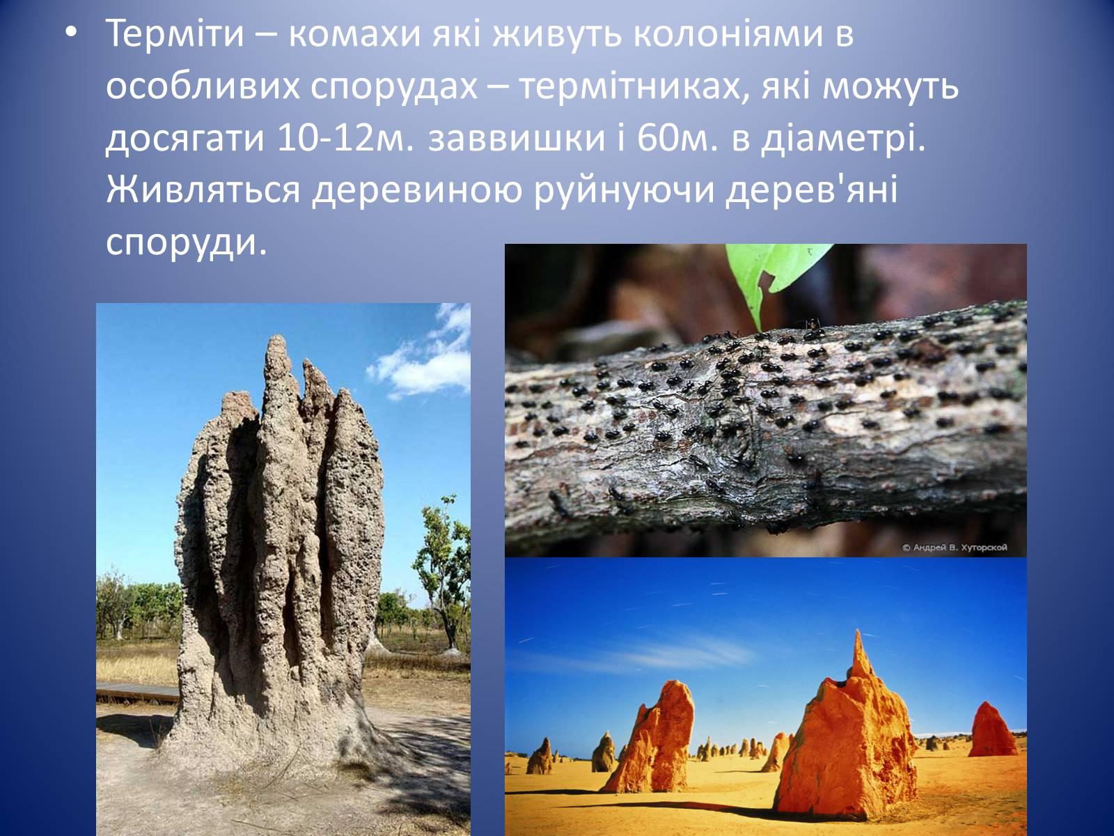 Презентація на тему «Значення комах в природі та житті людини» - Слайд #13 Презентація на тему «Значення комах в природі та житті людини» - Слайд #13