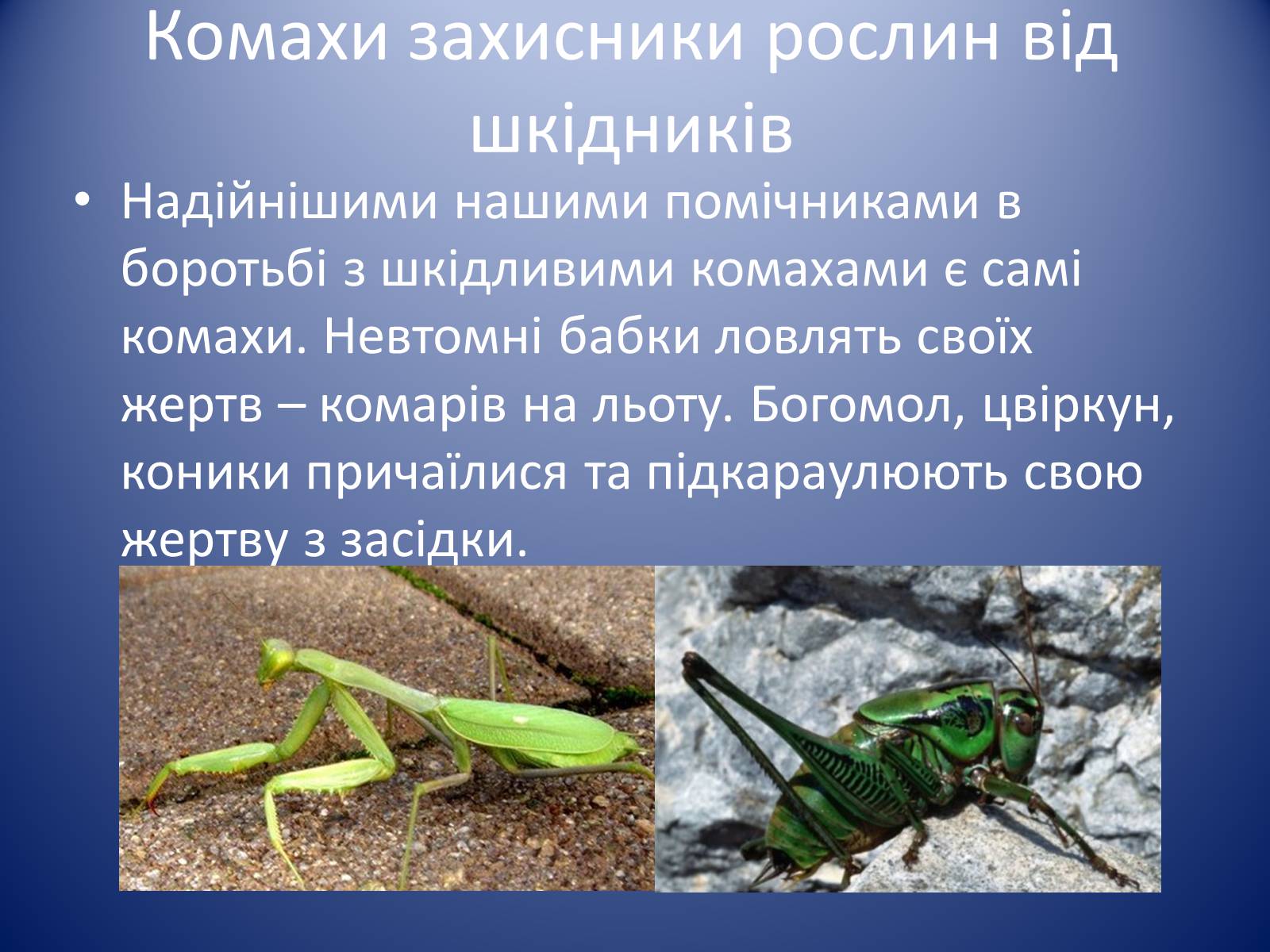 Презентація на тему «Значення комах в природі та житті людини» - Слайд #14 Презентація на тему «Значення комах в природі та житті людини» - Слайд #14