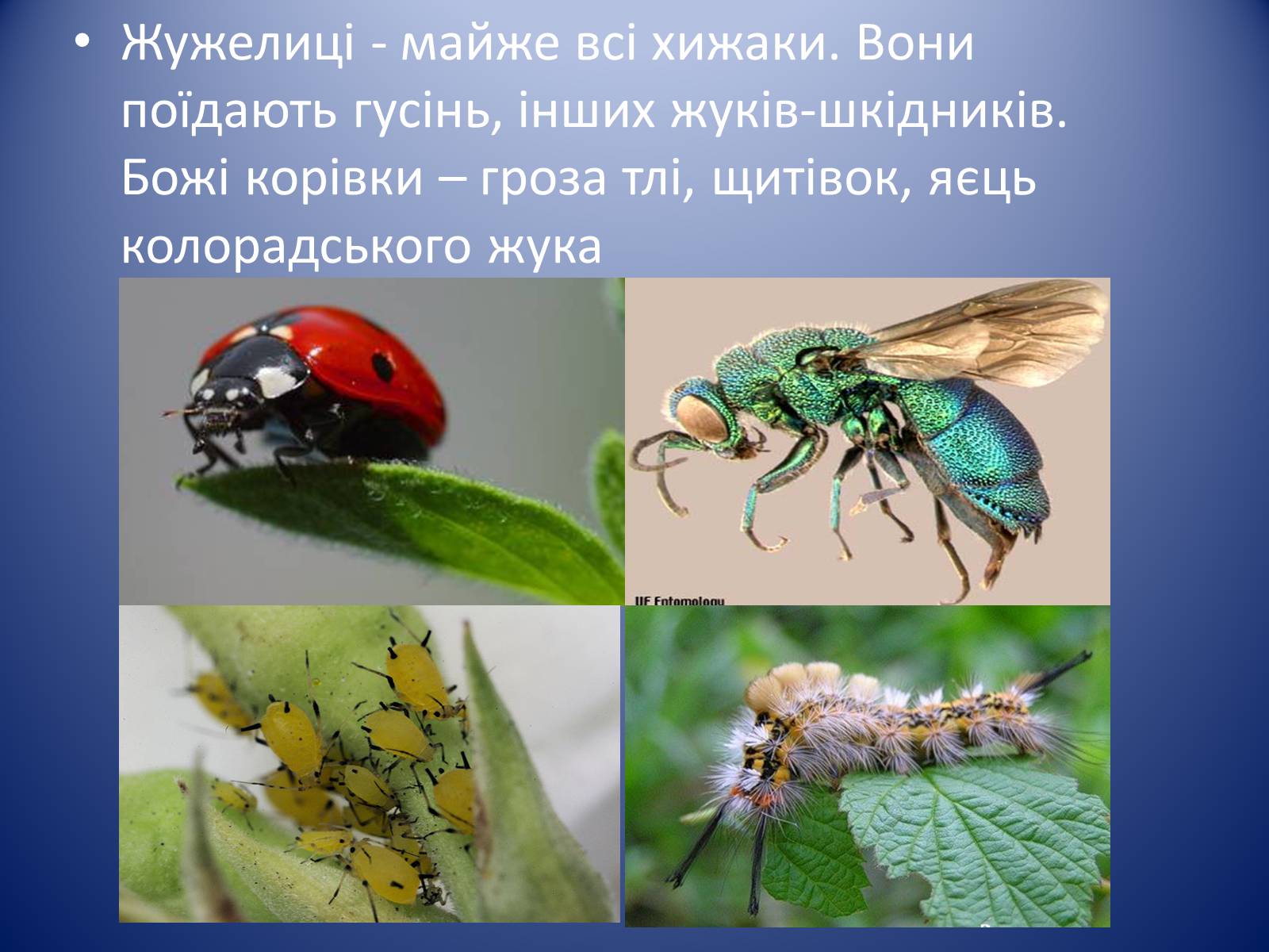 Презентація на тему «Значення комах в природі та житті людини» - Слайд #15 Презентація на тему «Значення комах в природі та житті людини» - Слайд #15