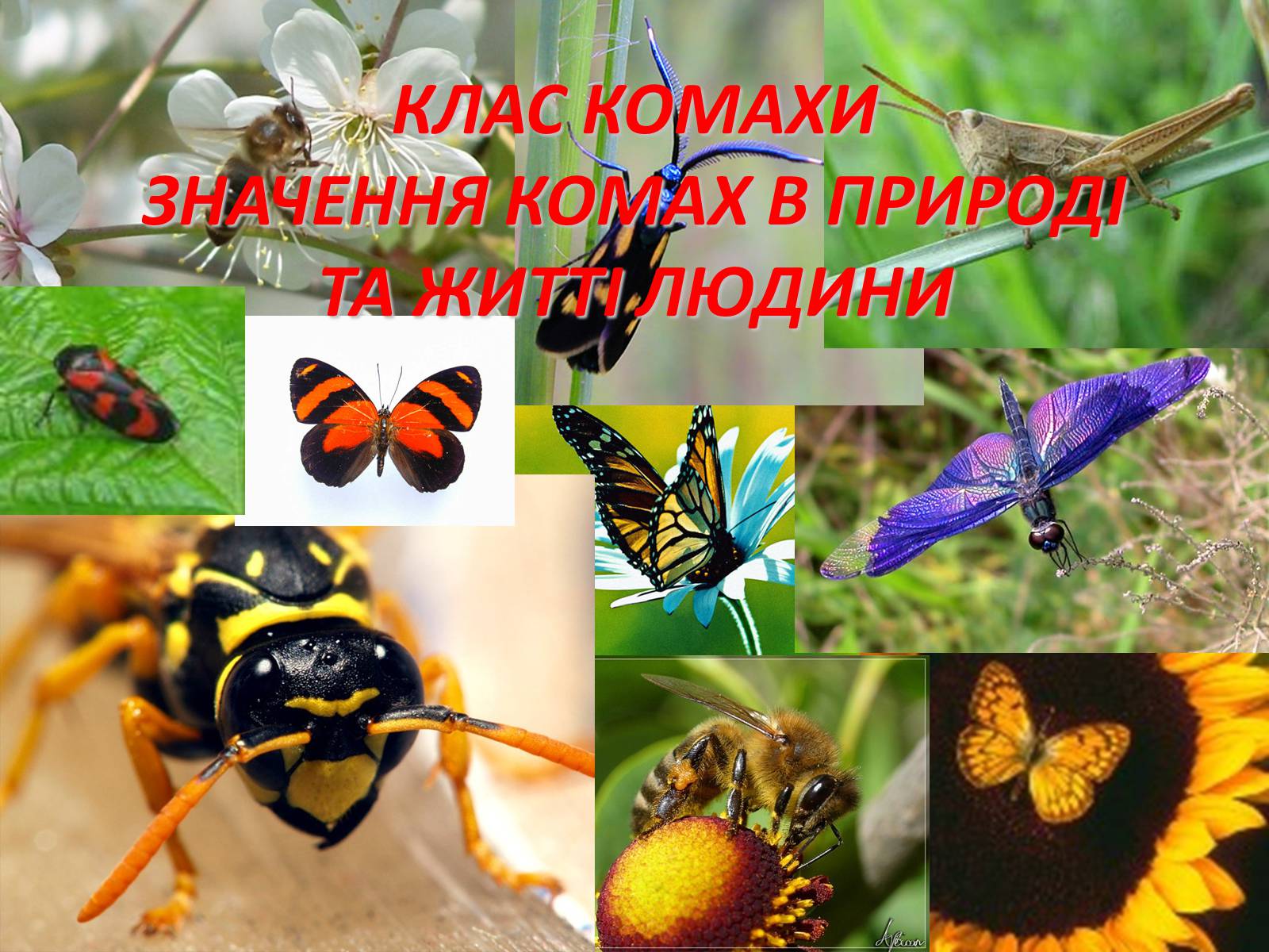 Презентація на тему «Значення комах в природі та житті людини» - Слайд #2 Презентація на тему «Значення комах в природі та житті людини» - Слайд #2