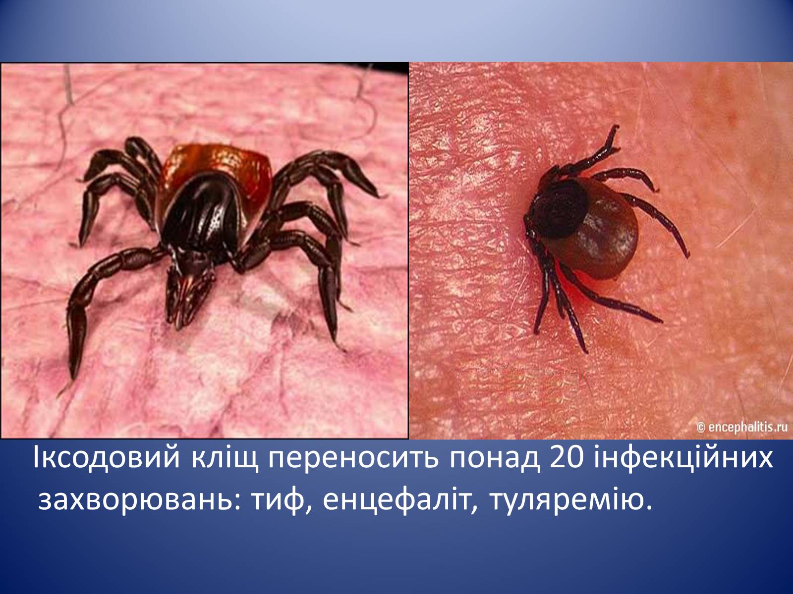 Презентація на тему «Значення комах в природі та житті людини» - Слайд #27 Презентація на тему «Значення комах в природі та житті людини» - Слайд #27