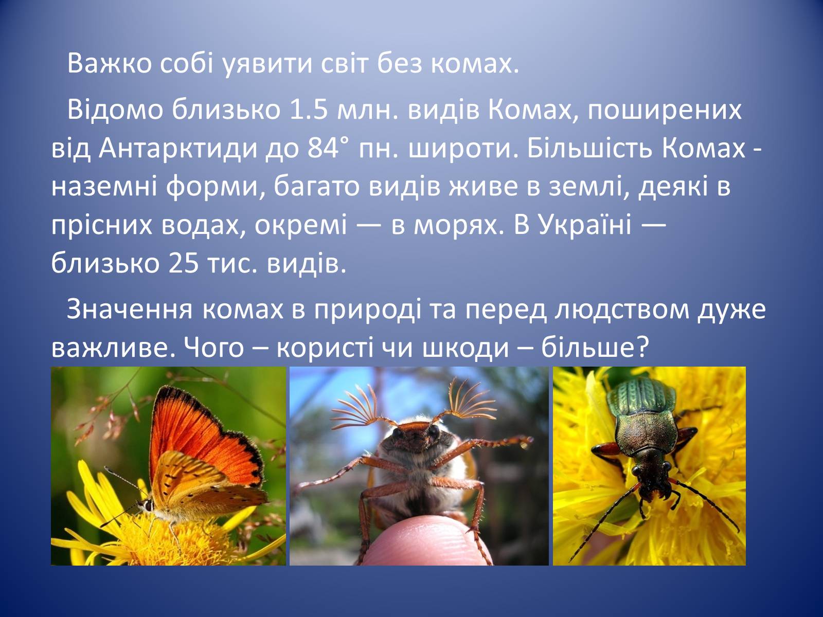 Презентація на тему «Значення комах в природі та житті людини» - Слайд #3 Презентація на тему «Значення комах в природі та житті людини» - Слайд #3