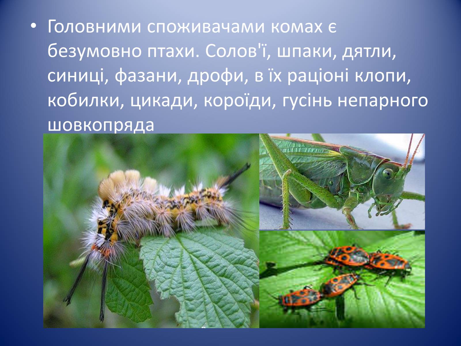 Презентація на тему «Значення комах в природі та житті людини» - Слайд #5 Презентація на тему «Значення комах в природі та житті людини» - Слайд #5