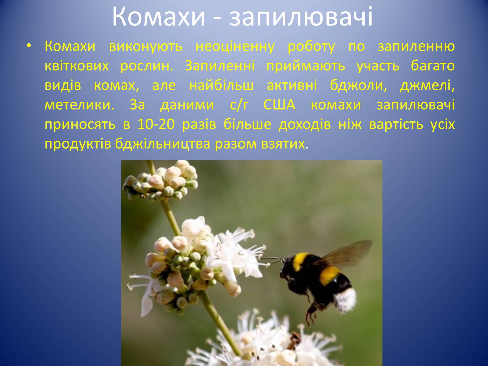 Презентація на тему «Значення комах в природі та житті людини» - Слайд #7 Презентація на тему «Значення комах в природі та житті людини» - Слайд #7