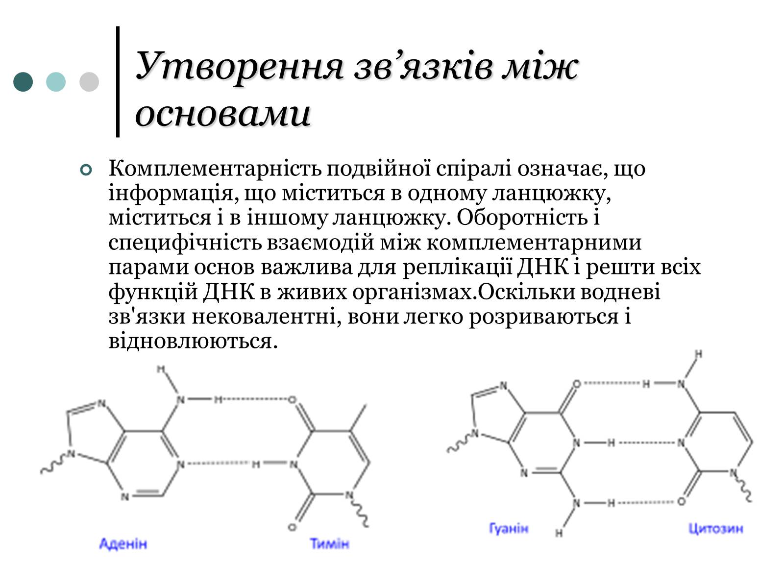 Презентація на тему «Будова, властивості та функції ДНК» - Слайд #6 Презентація на тему «Будова, властивості та функції ДНК» - Слайд #6