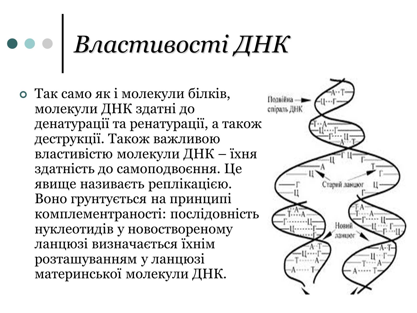 Презентація на тему «Будова, властивості та функції ДНК» - Слайд #9 Презентація на тему «Будова, властивості та функції ДНК» - Слайд #9