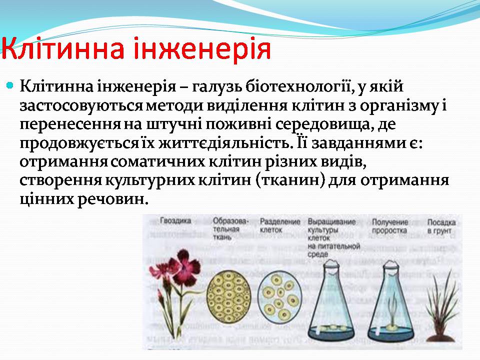 Презентація на тему «Біотехнологія, химерні та трансгенні організми» - Слайд #10 Презентація на тему «Біотехнологія, химерні та трансгенні організми» - Слайд #10