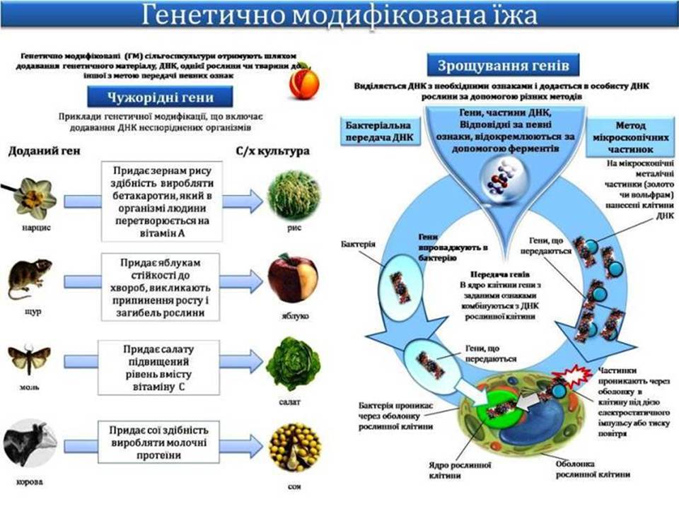Презентація на тему «Біотехнологія, химерні та трансгенні організми» - Слайд #15 Презентація на тему «Біотехнологія, химерні та трансгенні організми» - Слайд #15