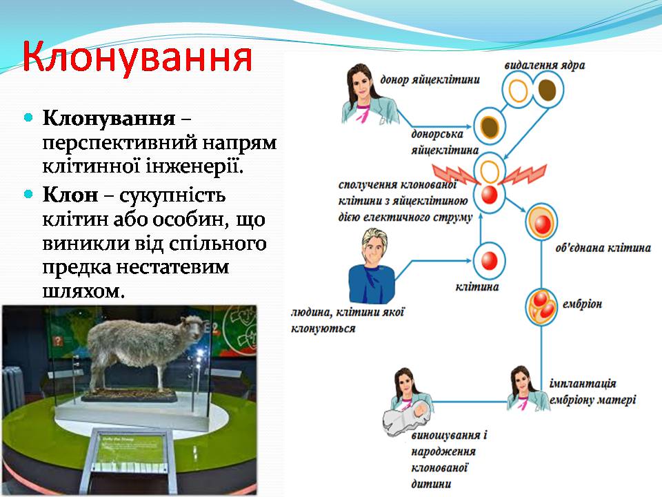 Презентація на тему «Біотехнологія, химерні та трансгенні організми» - Слайд #17 Презентація на тему «Біотехнологія, химерні та трансгенні організми» - Слайд #17