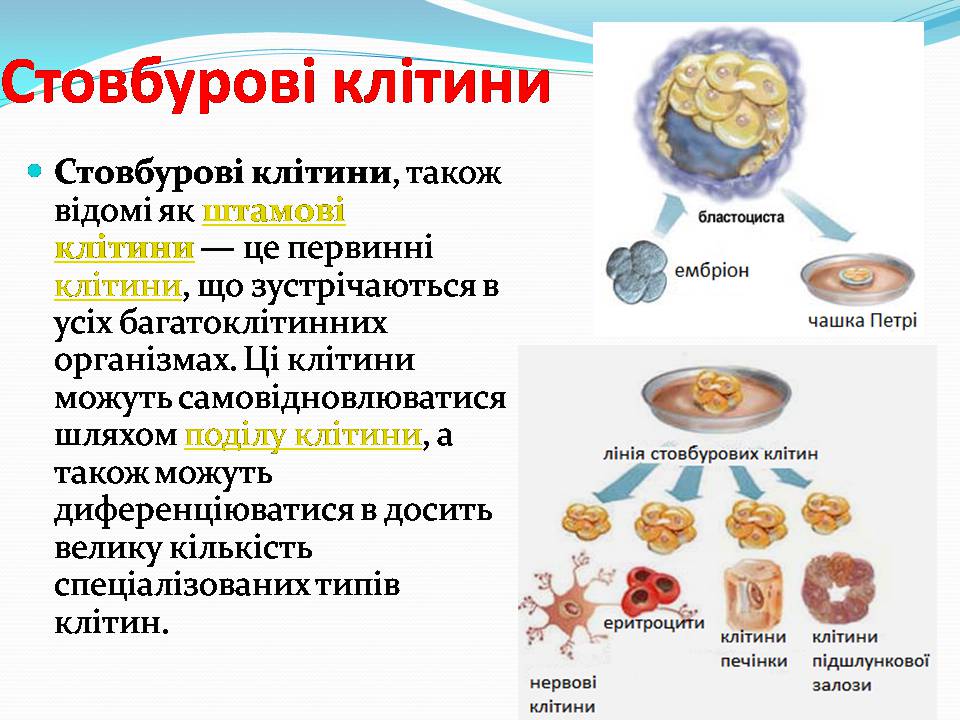 Презентація на тему «Біотехнологія, химерні та трансгенні організми» - Слайд #19 Презентація на тему «Біотехнологія, химерні та трансгенні організми» - Слайд #19