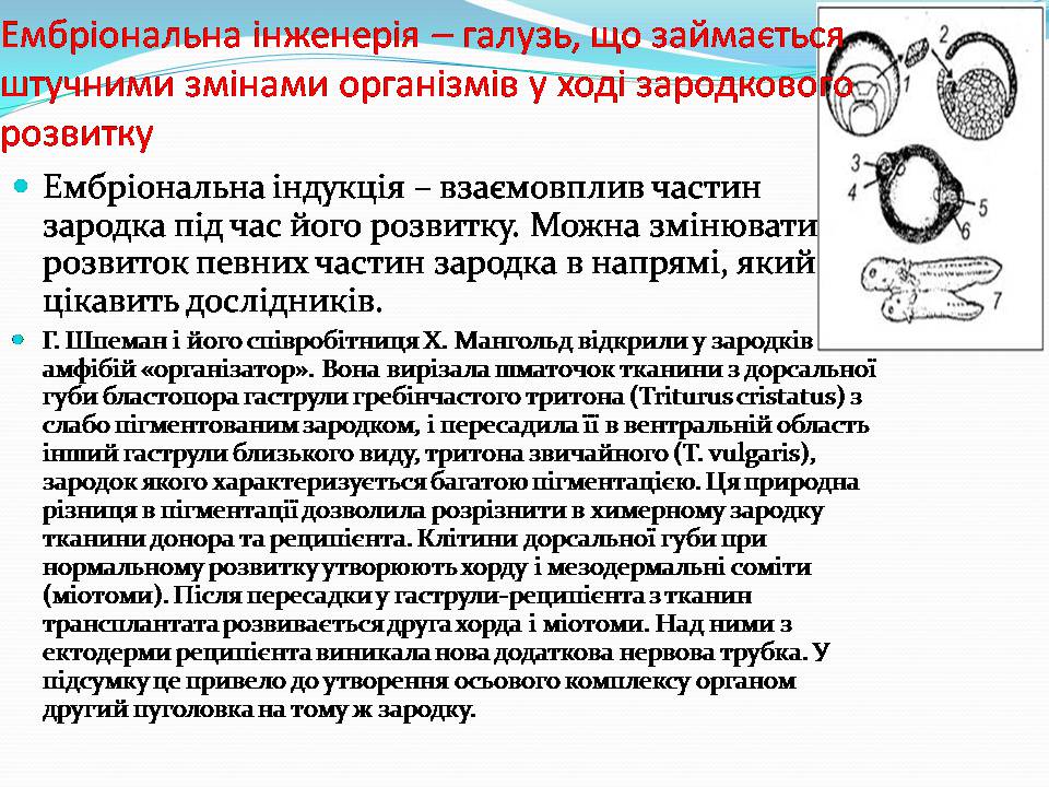 Презентація на тему «Біотехнологія, химерні та трансгенні організми» - Слайд #20 Презентація на тему «Біотехнологія, химерні та трансгенні організми» - Слайд #20