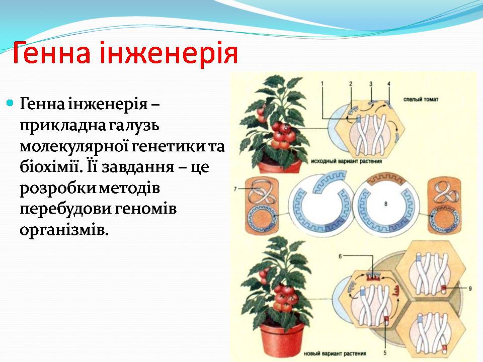 Презентація на тему «Біотехнологія, химерні та трансгенні організми» - Слайд #8 Презентація на тему «Біотехнологія, химерні та трансгенні організми» - Слайд #8