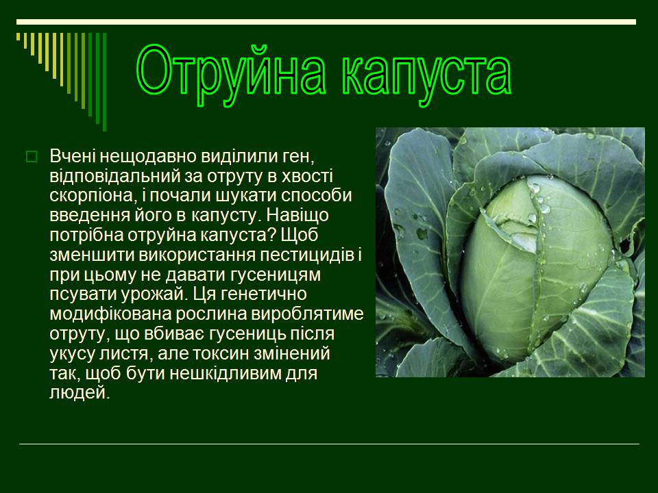 Презентація на тему «Трансгенні організми» (варіант 8) - Слайд #11 Презентація на тему «Трансгенні організми» (варіант 8) - Слайд #11
