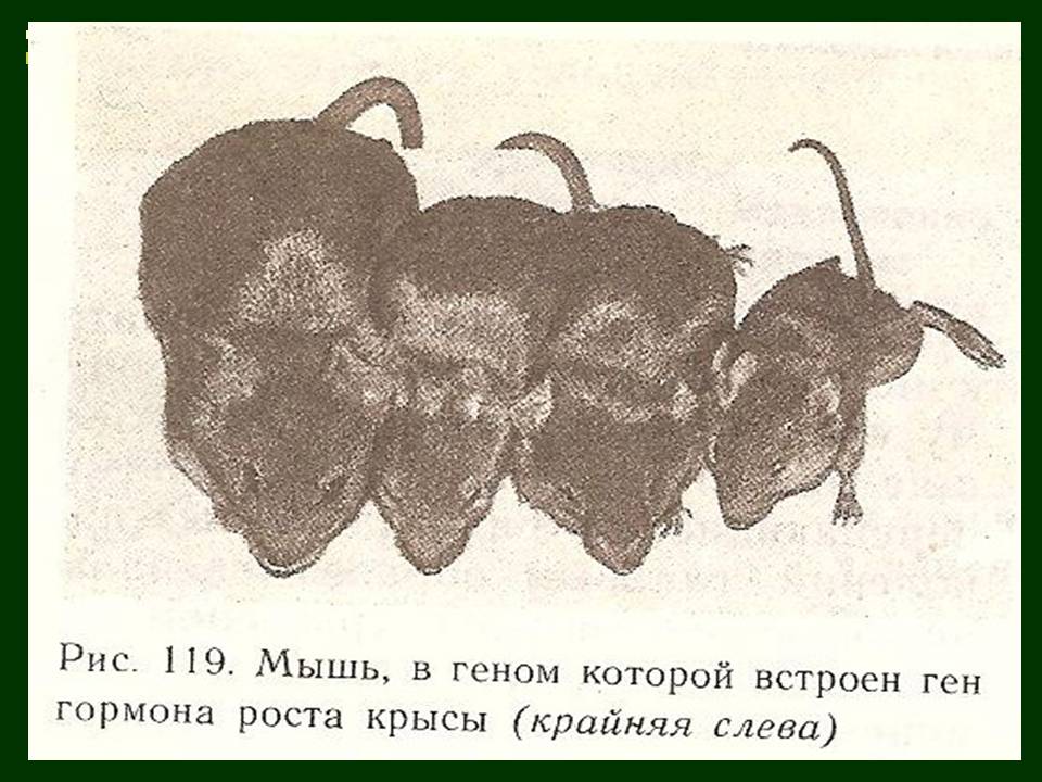 Презентація на тему «Трансгенні організми» (варіант 8) - Слайд #8 Презентація на тему «Трансгенні організми» (варіант 8) - Слайд #8