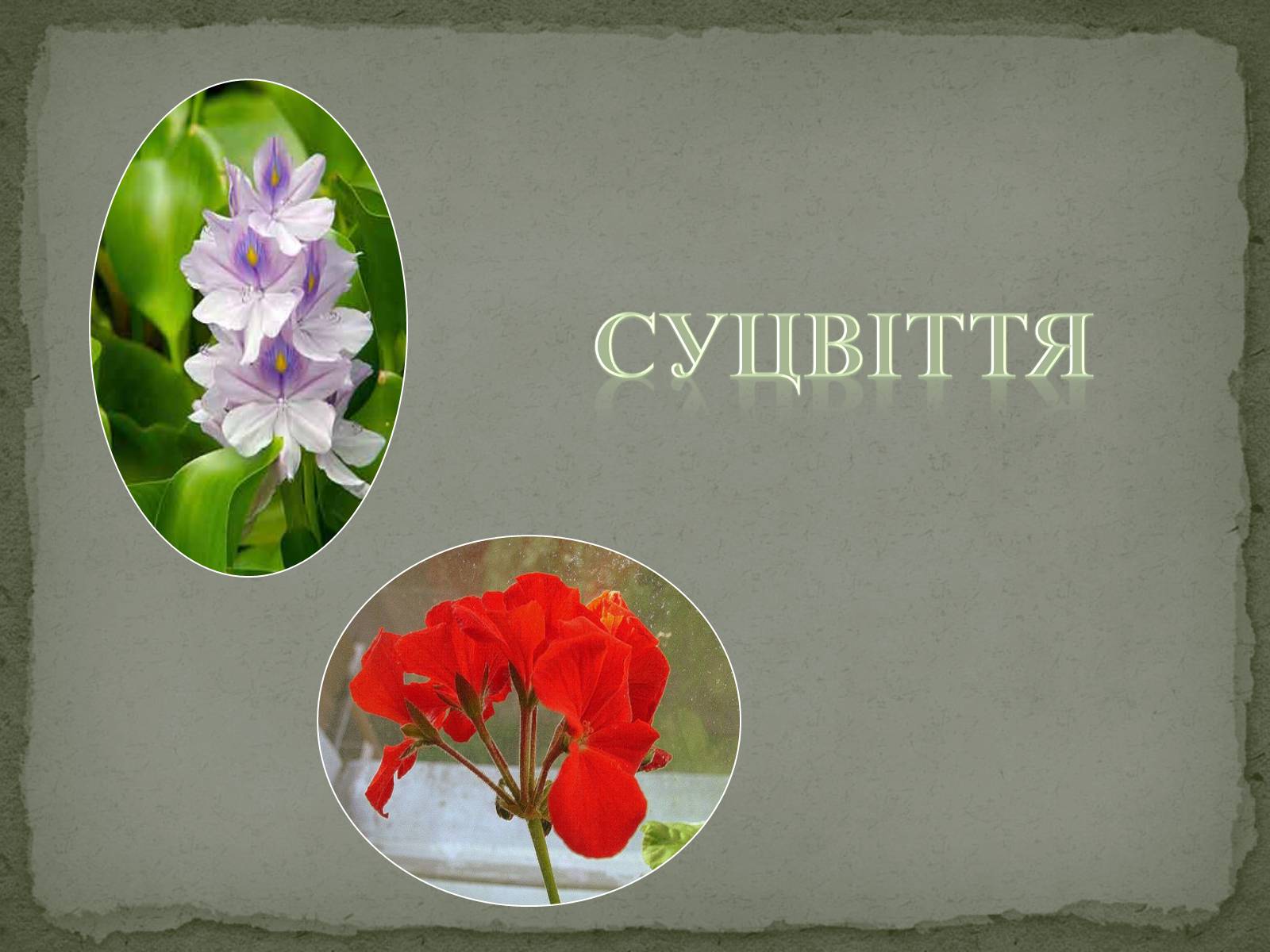 Презентація на тему «Суцвіття» (варіант 1) - Слайд #1 Презентація на тему «Суцвіття» (варіант 1) - Слайд #1