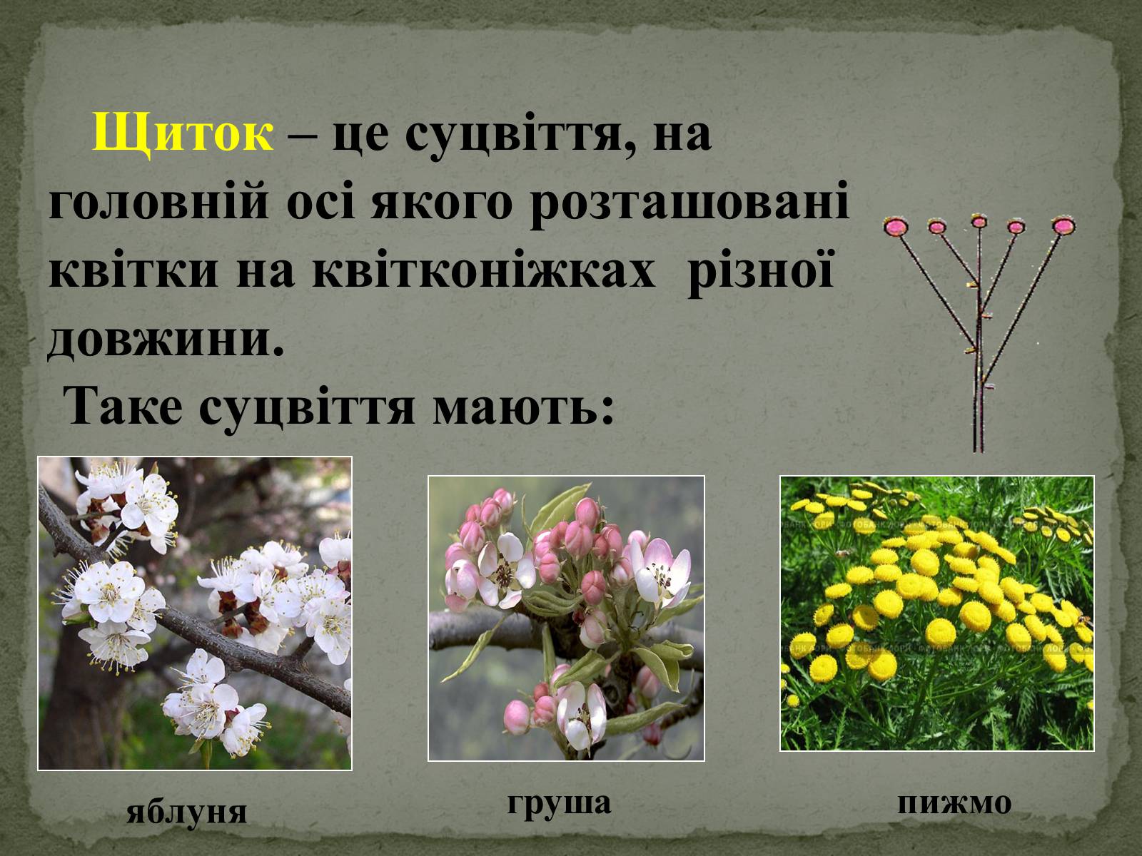 Презентація на тему «Суцвіття» (варіант 1) - Слайд #11 Презентація на тему «Суцвіття» (варіант 1) - Слайд #11
