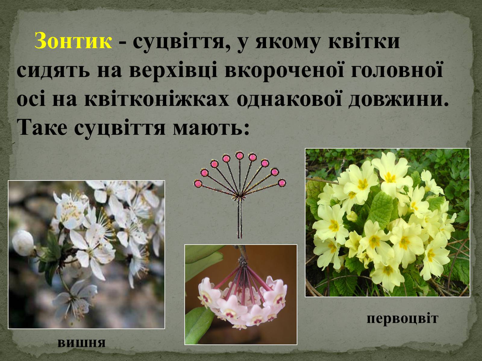 Презентація на тему «Суцвіття» (варіант 1) - Слайд #12 Презентація на тему «Суцвіття» (варіант 1) - Слайд #12