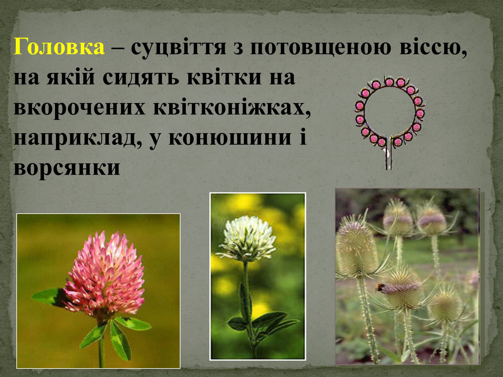 Презентація на тему «Суцвіття» (варіант 1) - Слайд #14 Презентація на тему «Суцвіття» (варіант 1) - Слайд #14
