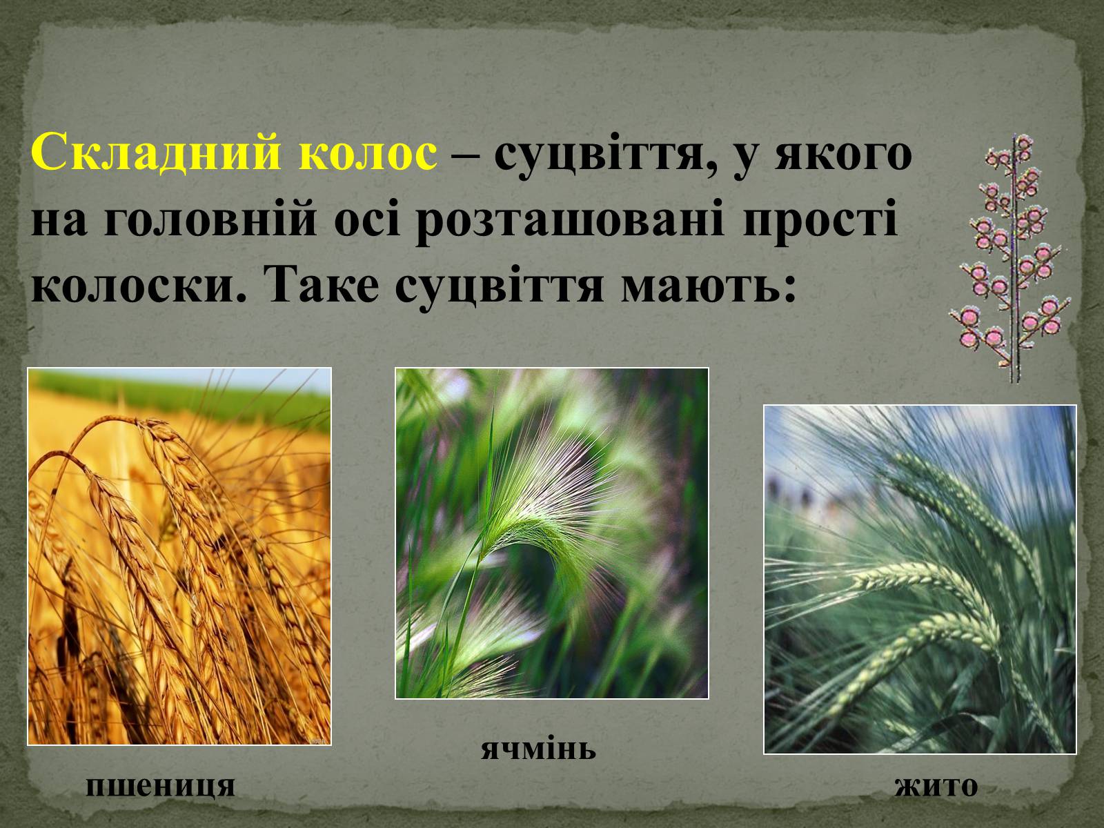 Презентація на тему «Суцвіття» (варіант 1) - Слайд #16 Презентація на тему «Суцвіття» (варіант 1) - Слайд #16