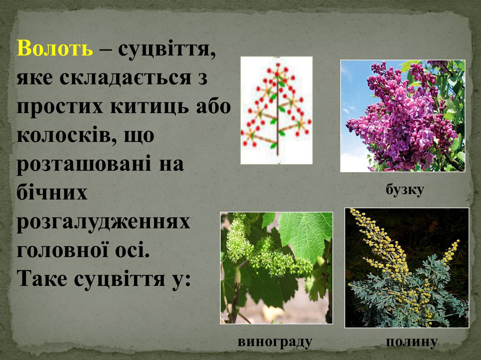 Презентація на тему «Суцвіття» (варіант 1) - Слайд #18 Презентація на тему «Суцвіття» (варіант 1) - Слайд #18