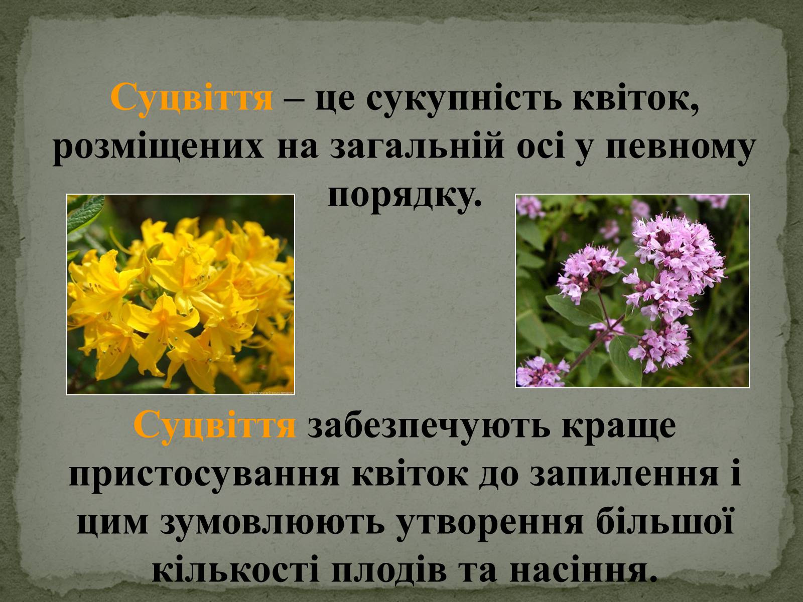 Презентація на тему «Суцвіття» (варіант 1) - Слайд #2 Презентація на тему «Суцвіття» (варіант 1) - Слайд #2
