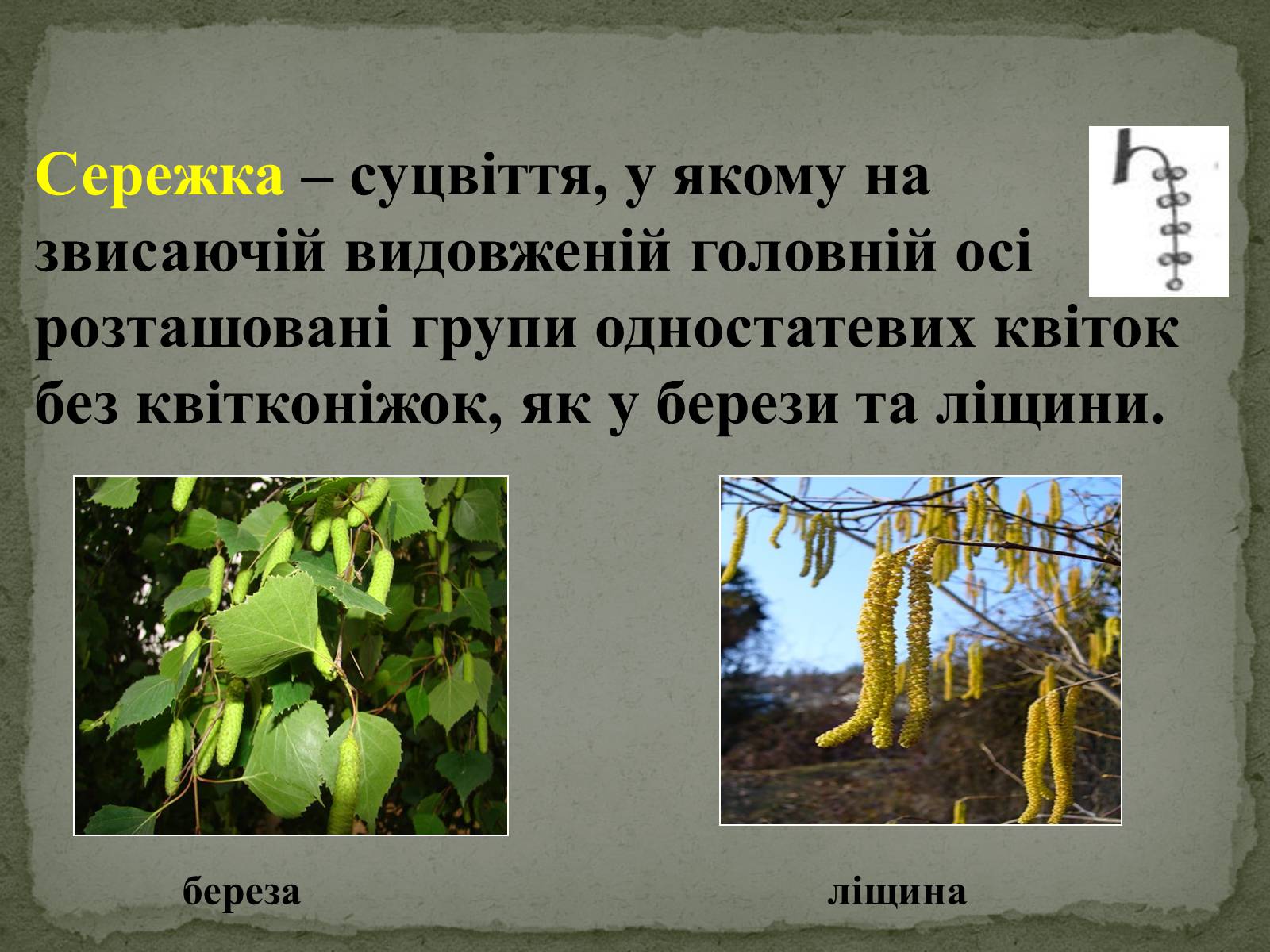 Презентація на тему «Суцвіття» (варіант 1) - Слайд #20 Презентація на тему «Суцвіття» (варіант 1) - Слайд #20