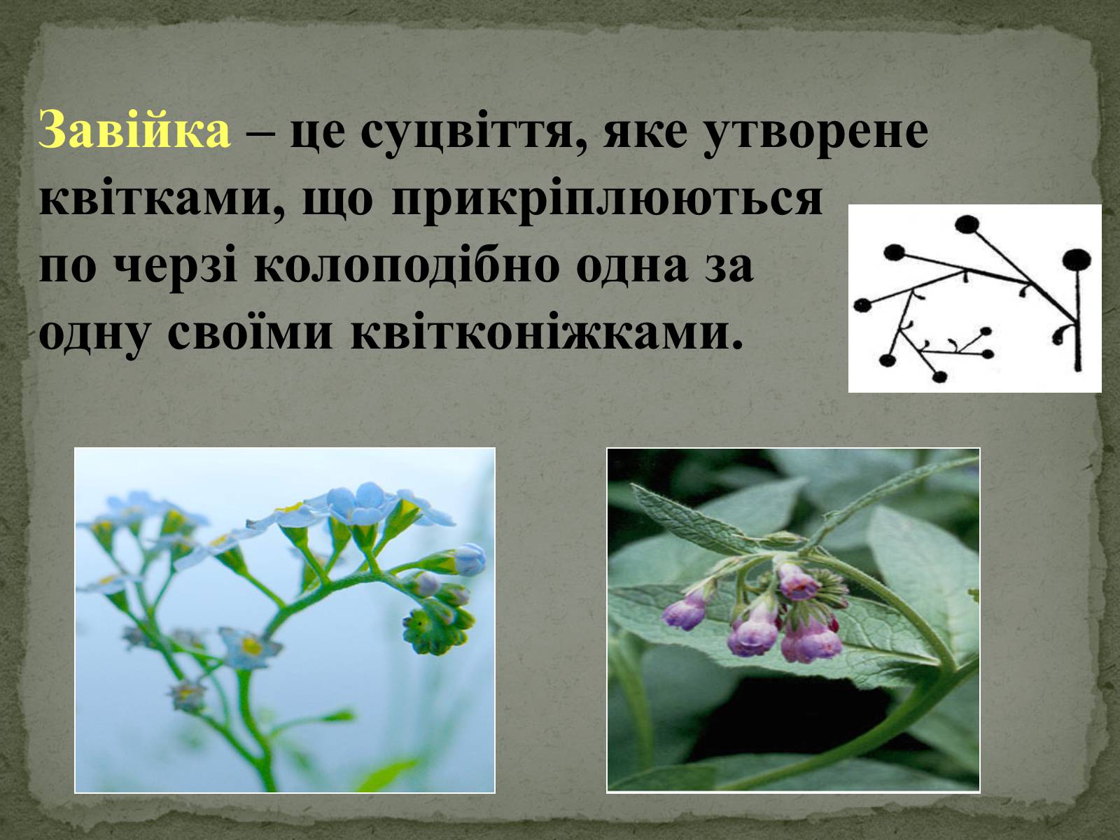 Презентація на тему «Суцвіття» (варіант 1) - Слайд #21 Презентація на тему «Суцвіття» (варіант 1) - Слайд #21