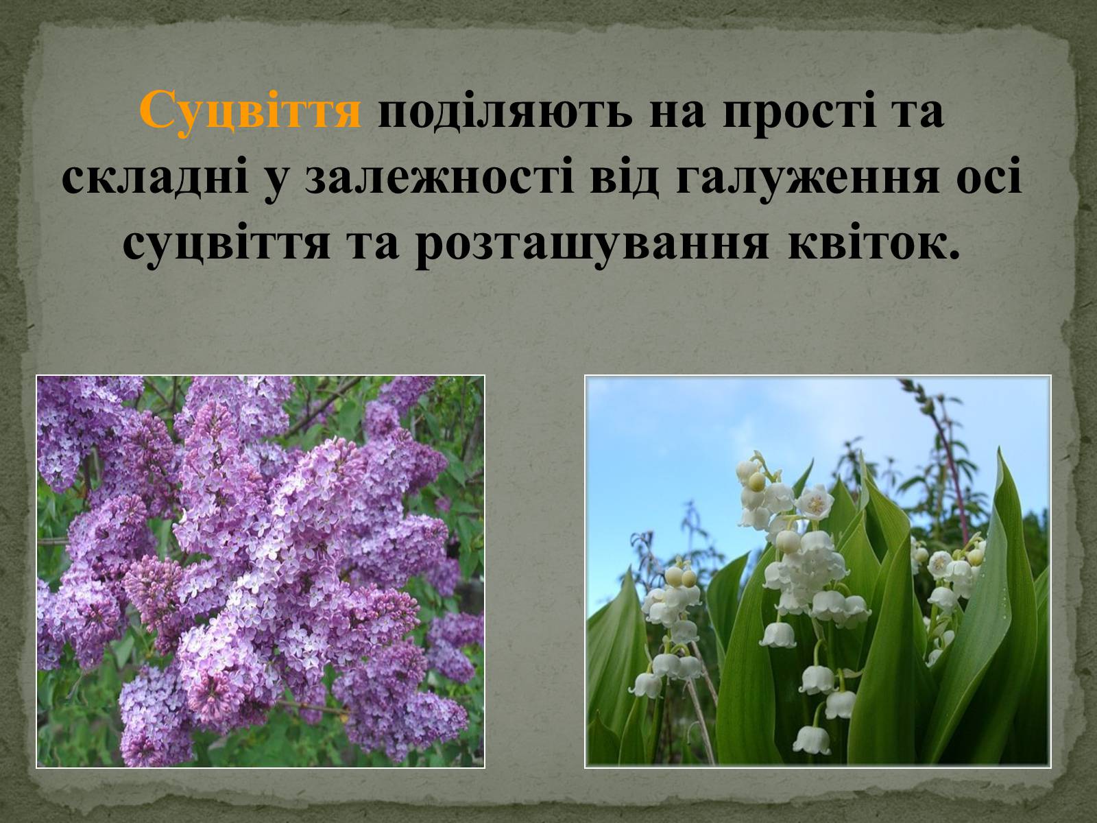 Презентація на тему «Суцвіття» (варіант 1) - Слайд #3 Презентація на тему «Суцвіття» (варіант 1) - Слайд #3