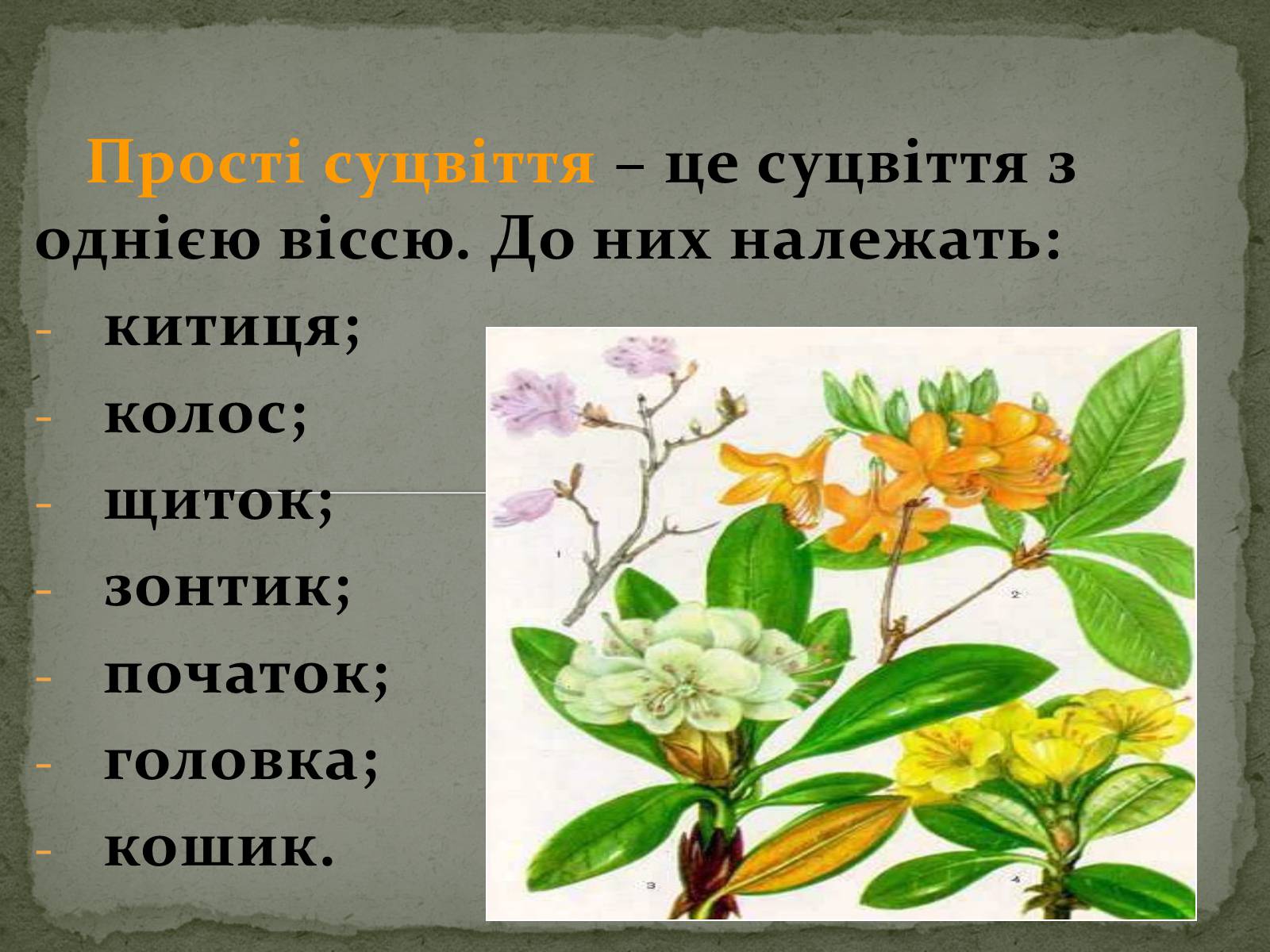 Презентація на тему «Суцвіття» (варіант 1) - Слайд #4 Презентація на тему «Суцвіття» (варіант 1) - Слайд #4