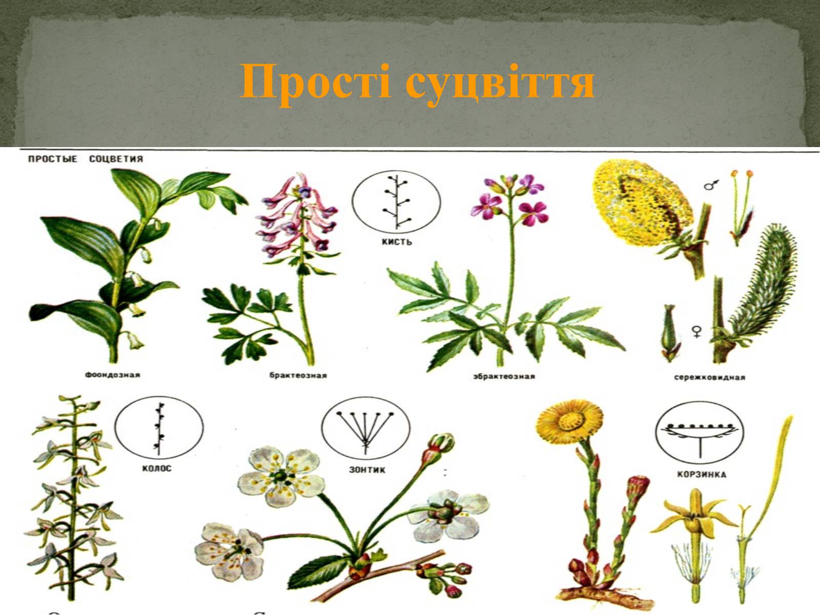 Презентація на тему «Суцвіття» (варіант 1) - Слайд #5 Презентація на тему «Суцвіття» (варіант 1) - Слайд #5